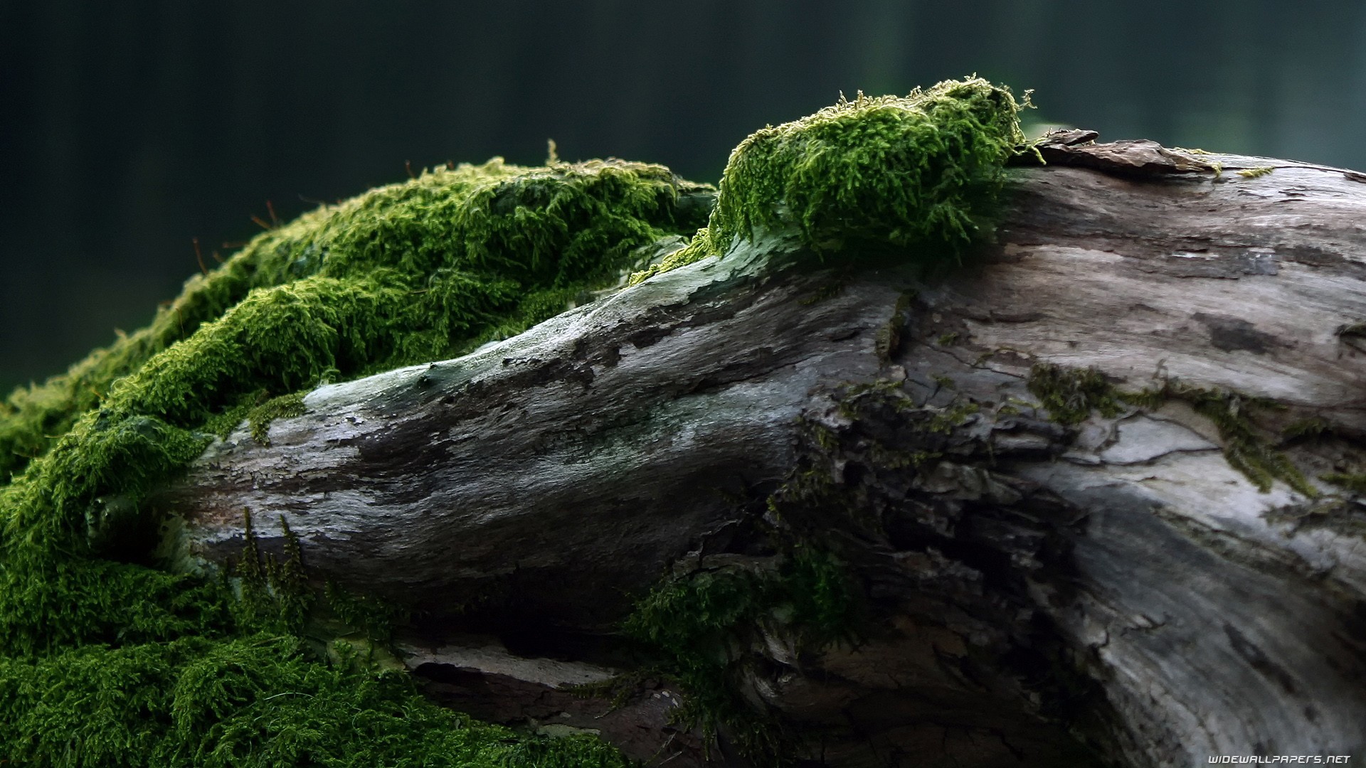 General 1920x1080 wood forest moss green trees nature plants