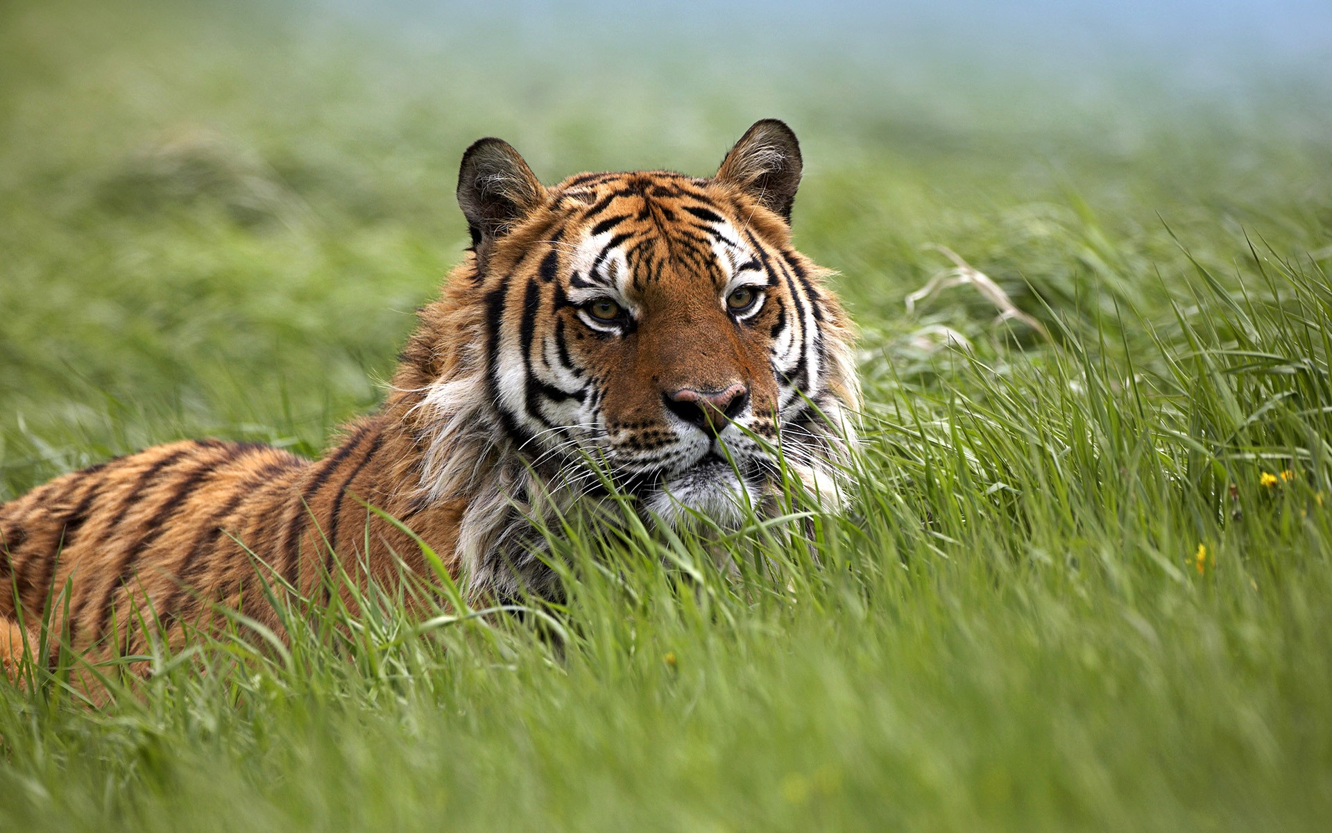 General 1920x1200 animals tiger nature big cats mammals outdoors grass closeup feline