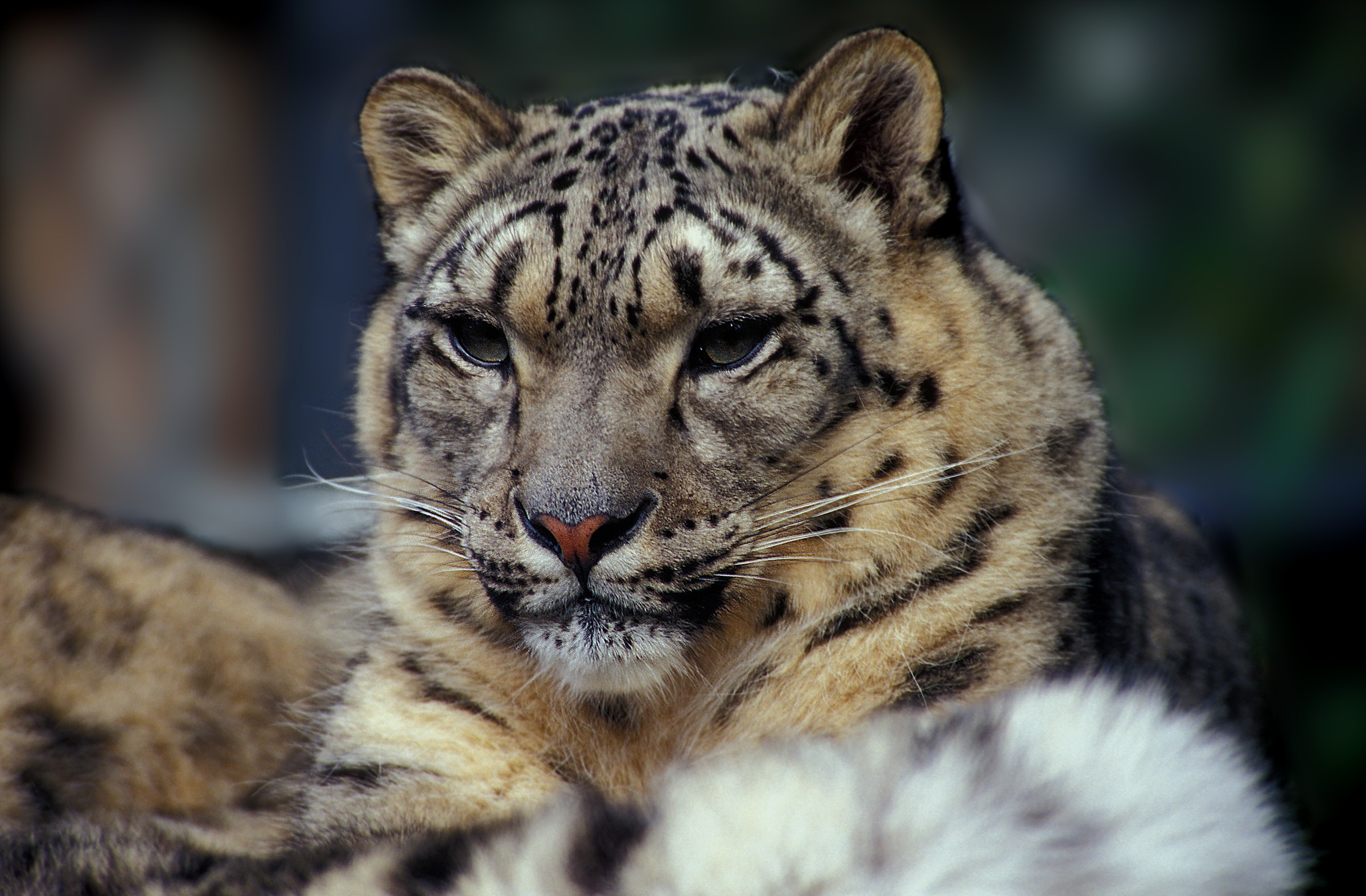 General 2400x1575 snow leopards leopard animals big cats mammals