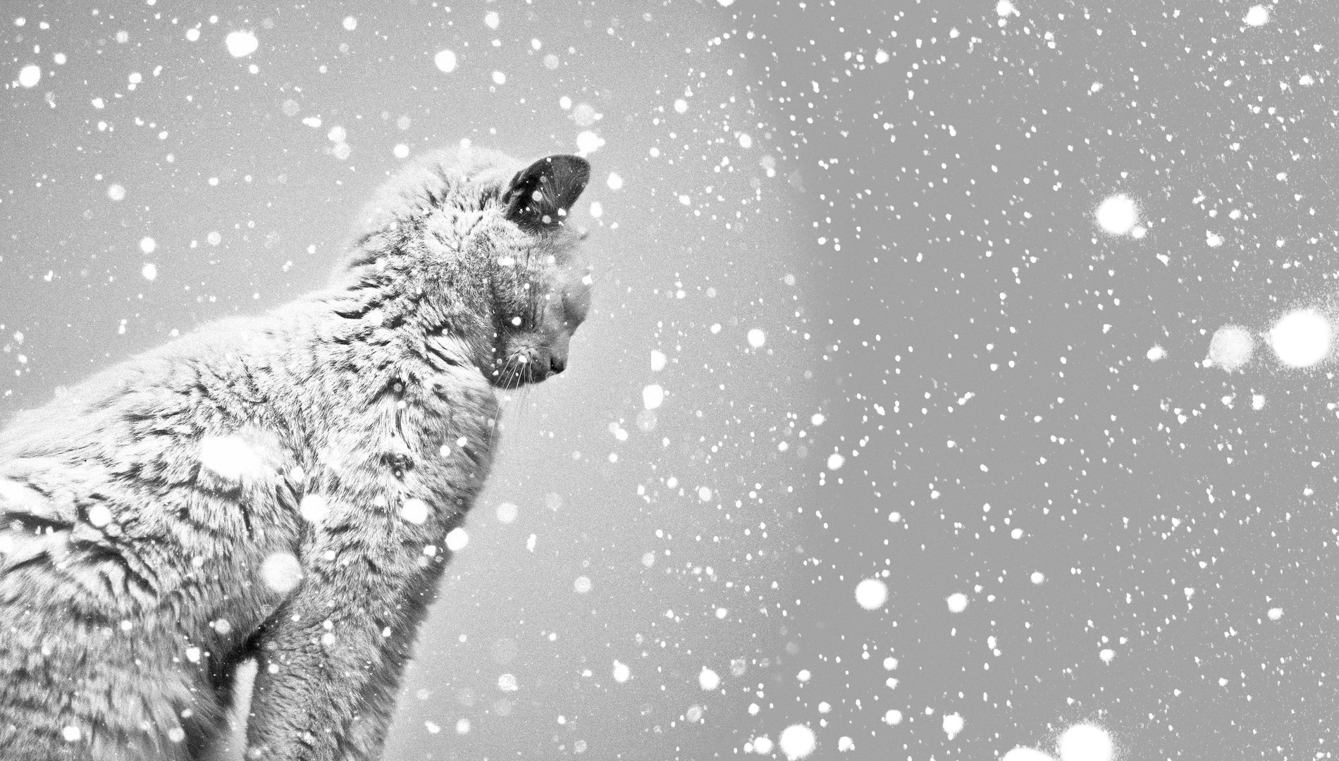 General 1900x1080 photography cats animals snow outdoors winter closed eyes mammals cold