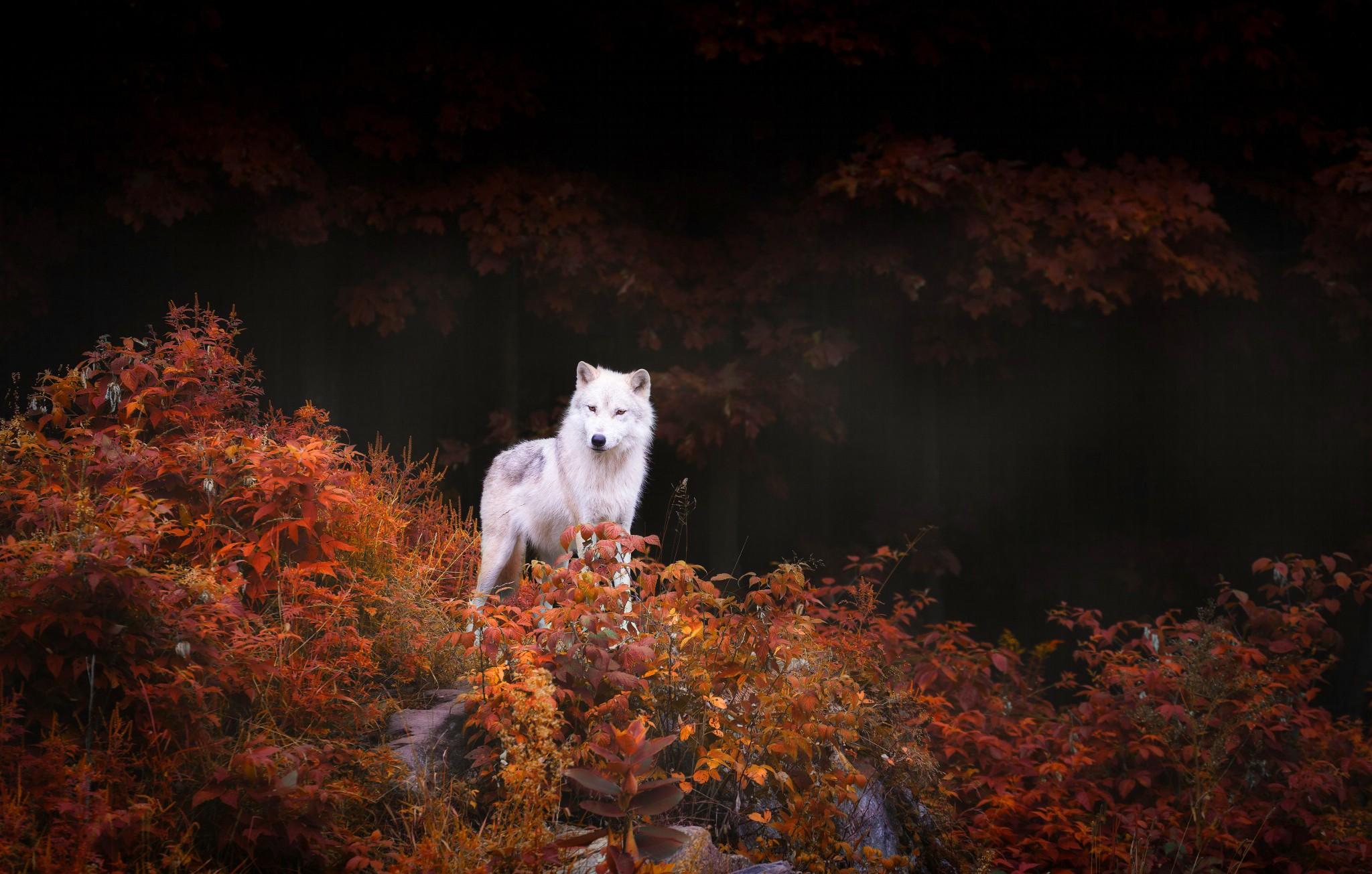 General 2048x1305 nature animals wolf trees forest leaves fall rocks