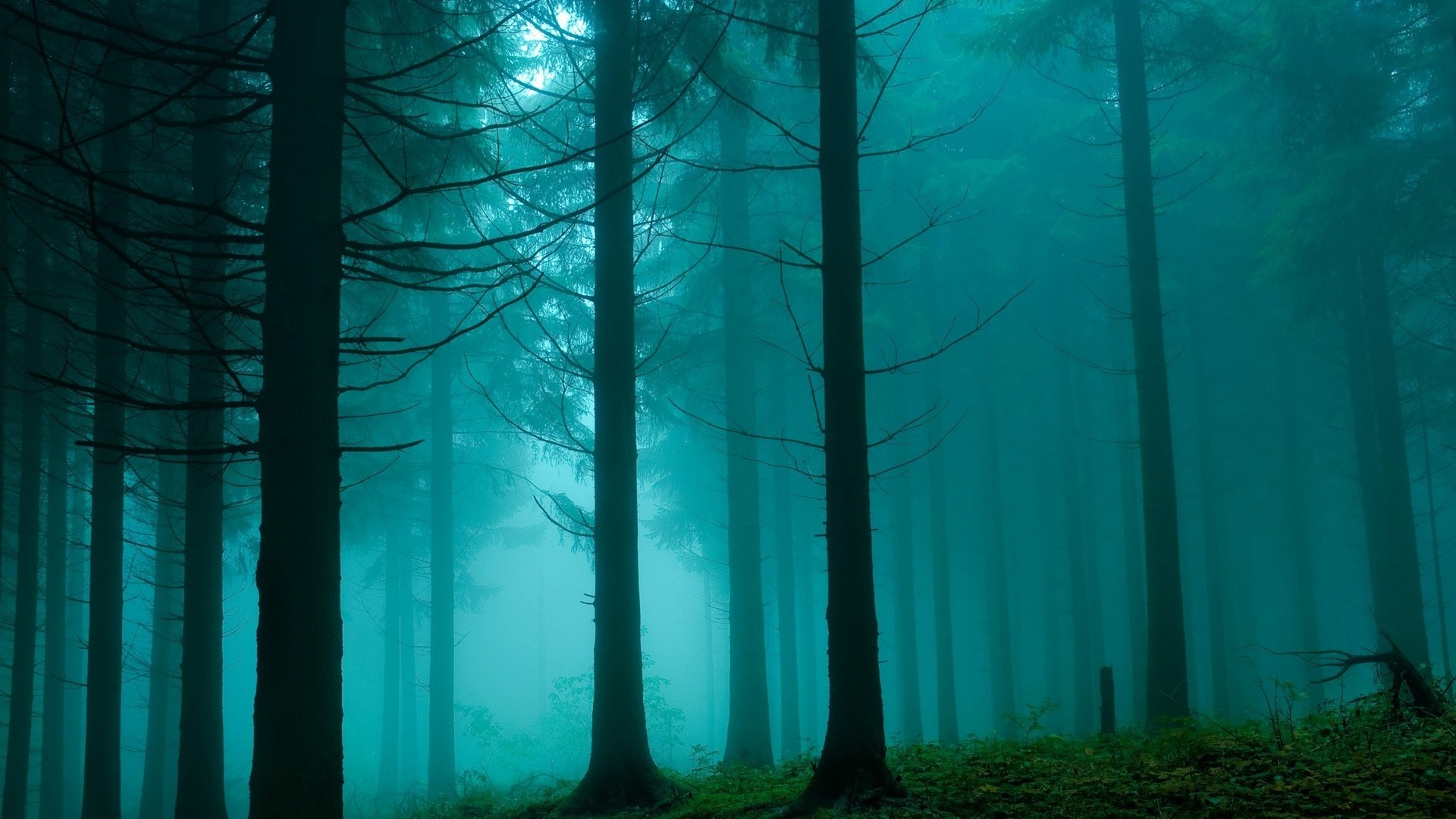 General 1920x1080 landscape trees forest dark nature teal turquoise mist