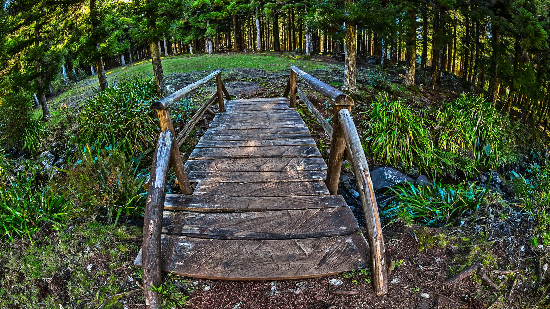 General 1920x1080 fisheye lens HDR bridge wood forest nature landscape grass planks dirt wooden bridge