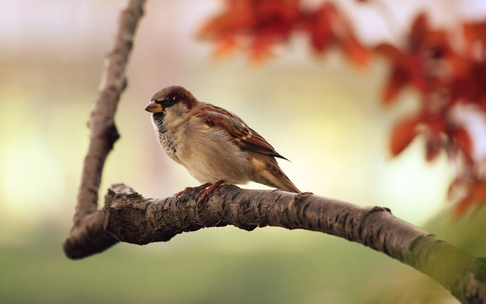 General 1680x1050 birds branch animals blurred nature Passer domesticus house sparrow sparrow