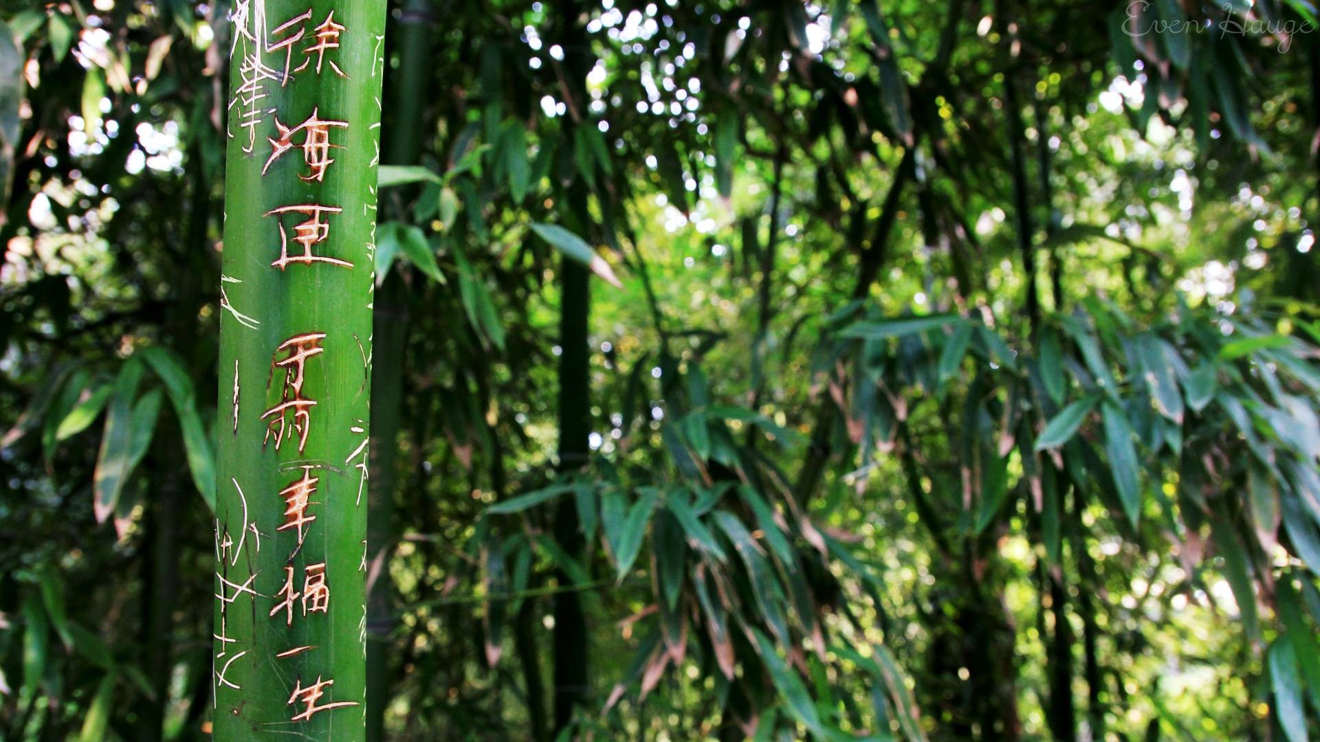 General 1920x1080 bamboo green nature plants