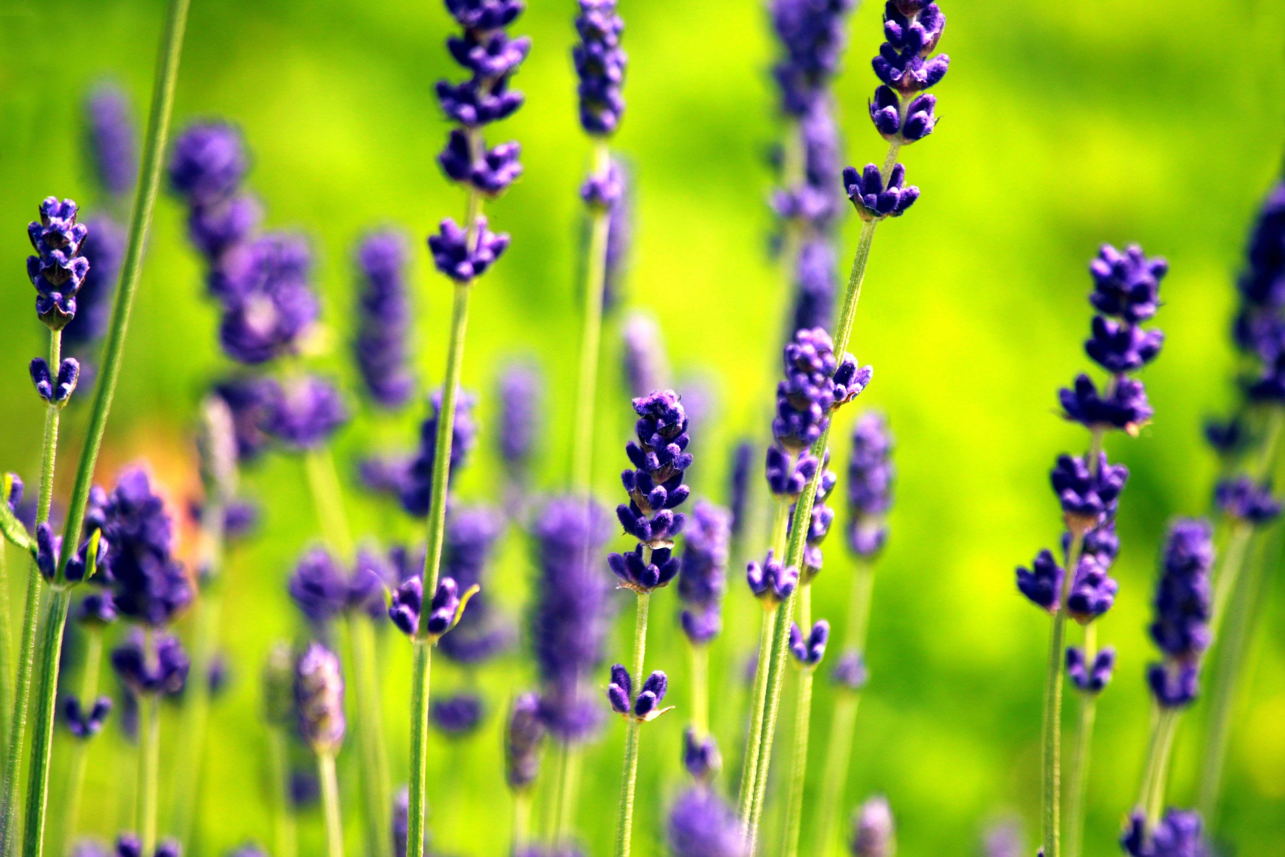 General 5000x3333 plants macro flowers purple flowers nature green background outdoors