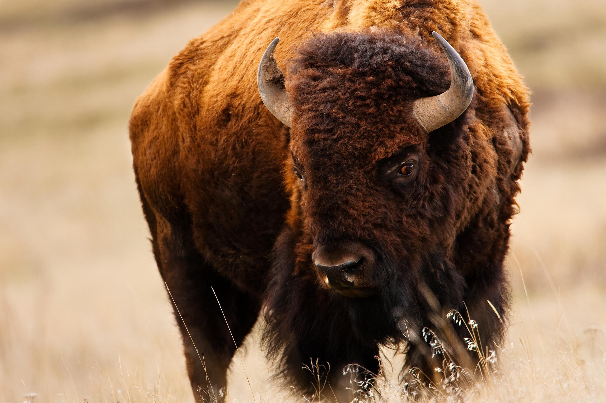 General 2048x1365 bison wildlife animals horns brown mammals