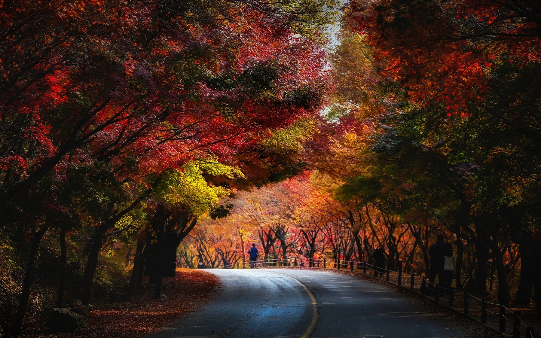 General 1800x1125 trees fall red yellow green leaves blue road tunnel asphalt outdoors