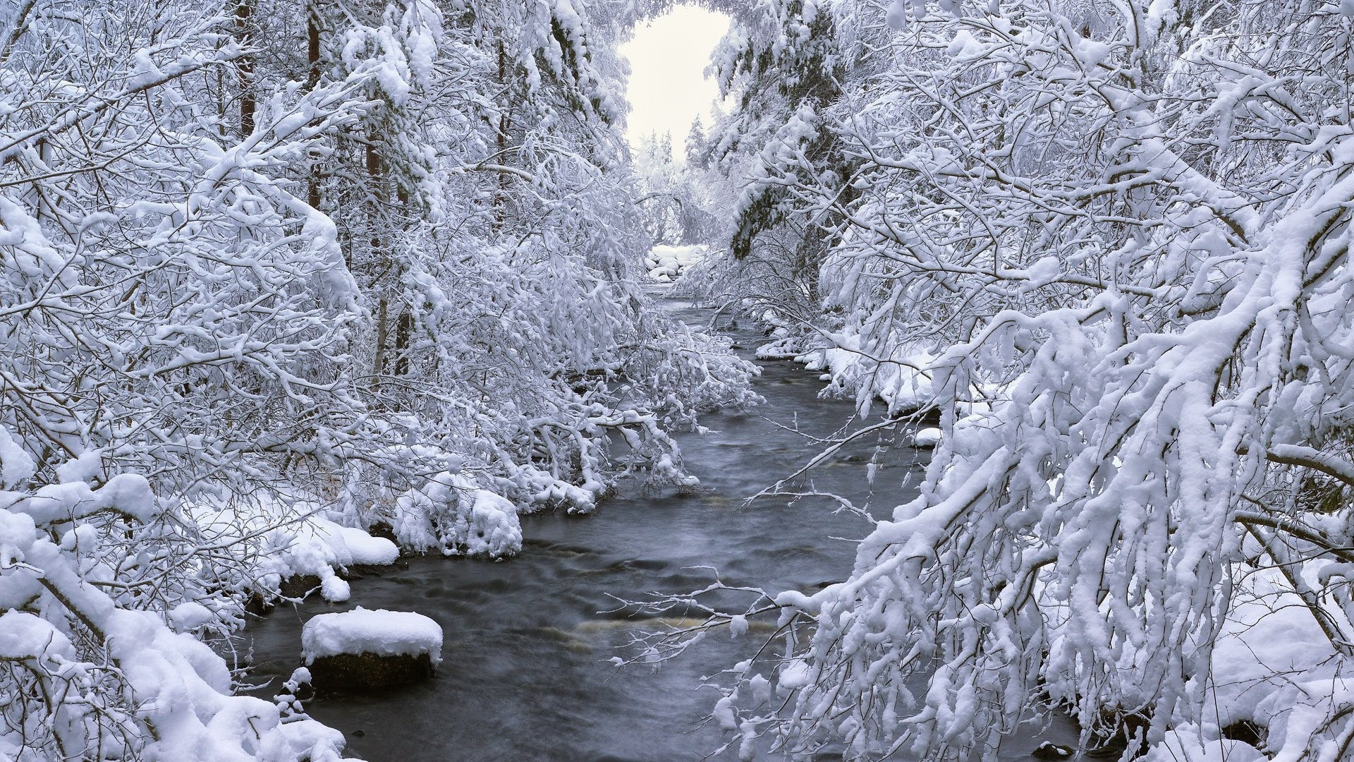 General 1920x1080 winter creeks forest snow nature cold outdoors trees