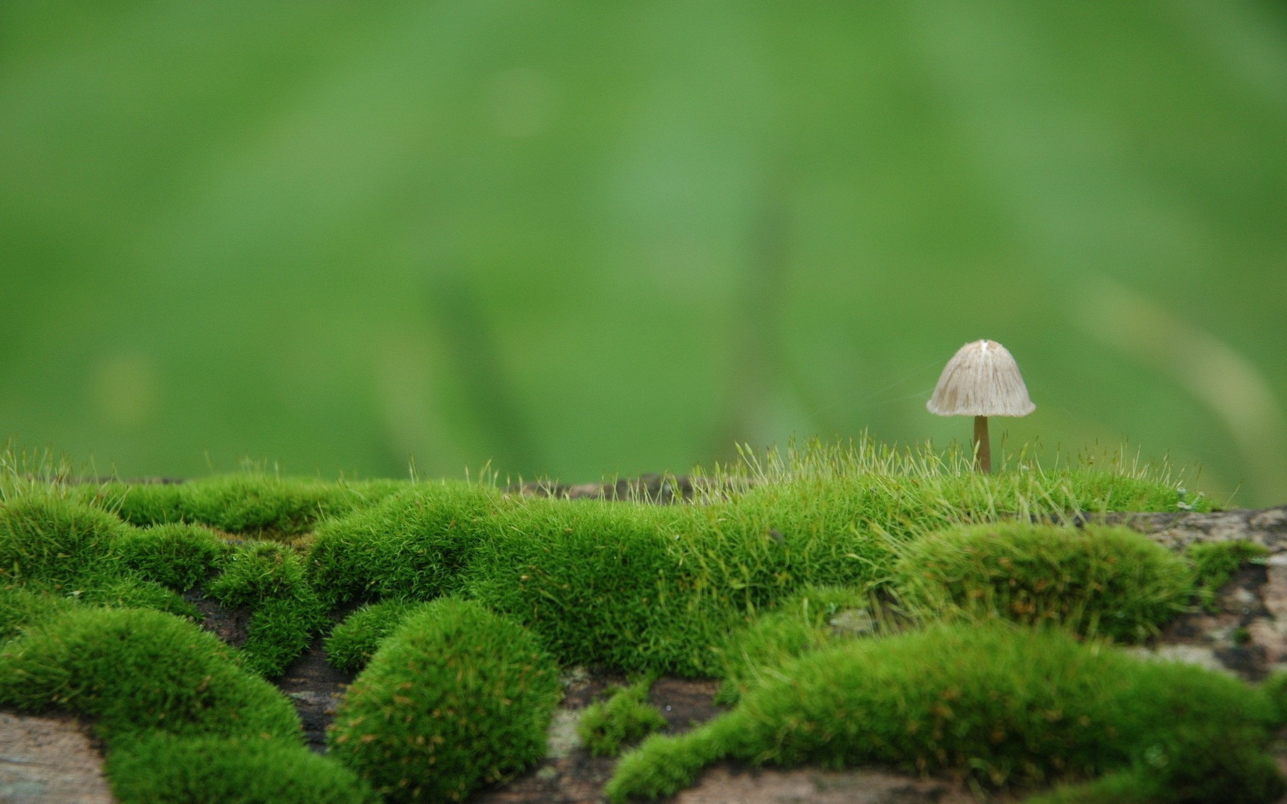 General 2560x1600 nature mushroom depth of field closeup macro grass moss plants