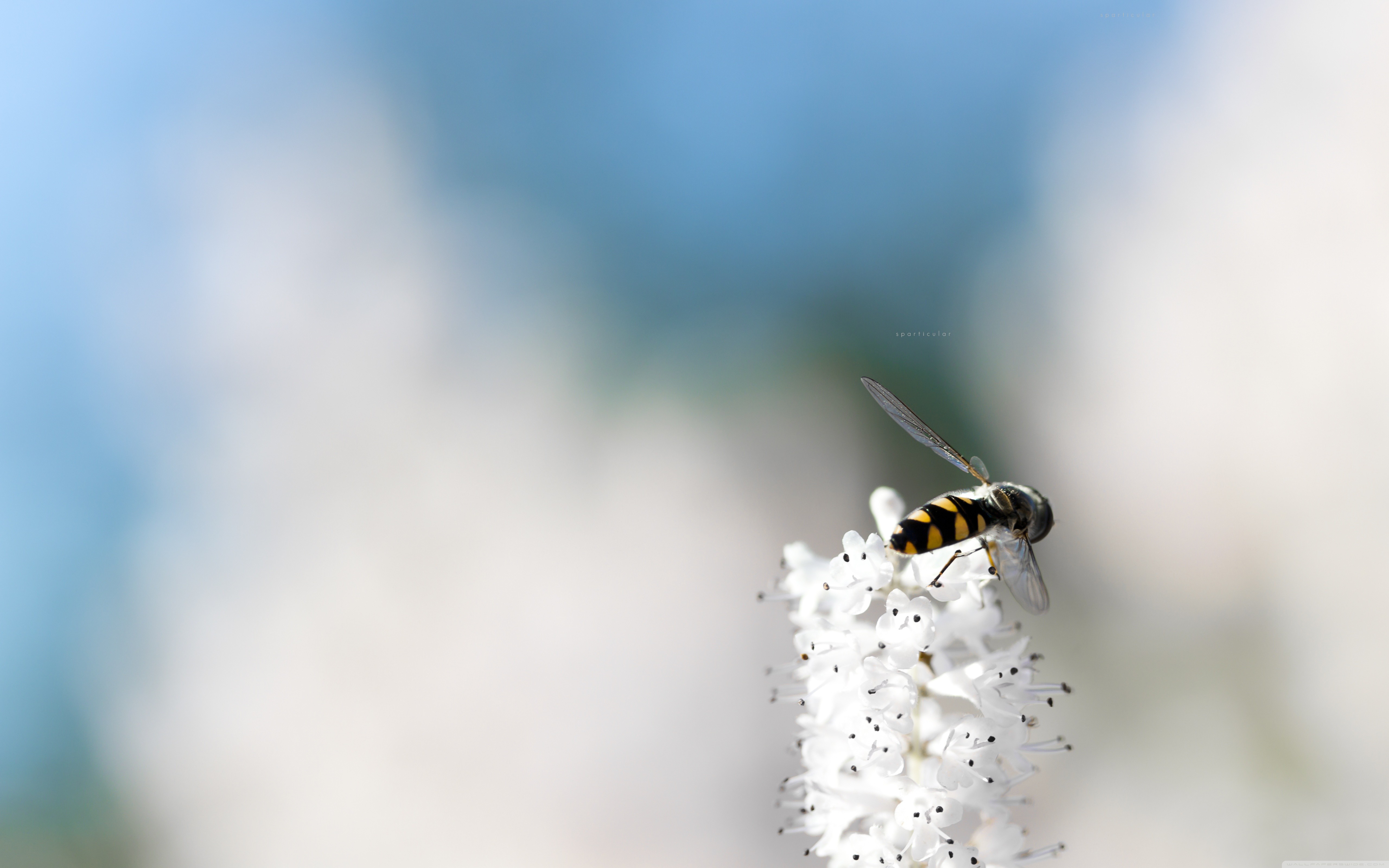 General 5120x3200 macro simple background minimalism flowers insect bees animals