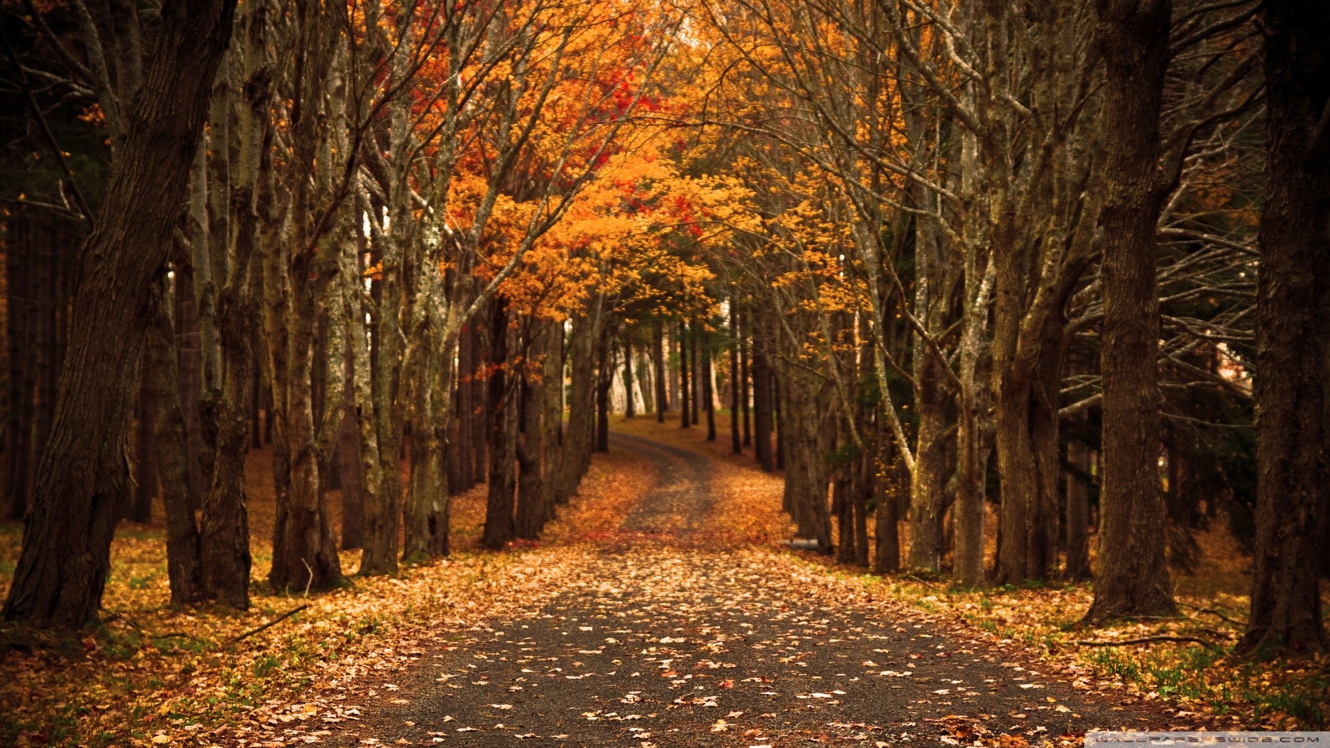 General 1920x1080 nature road fall leaves path trees orange forest watermarked