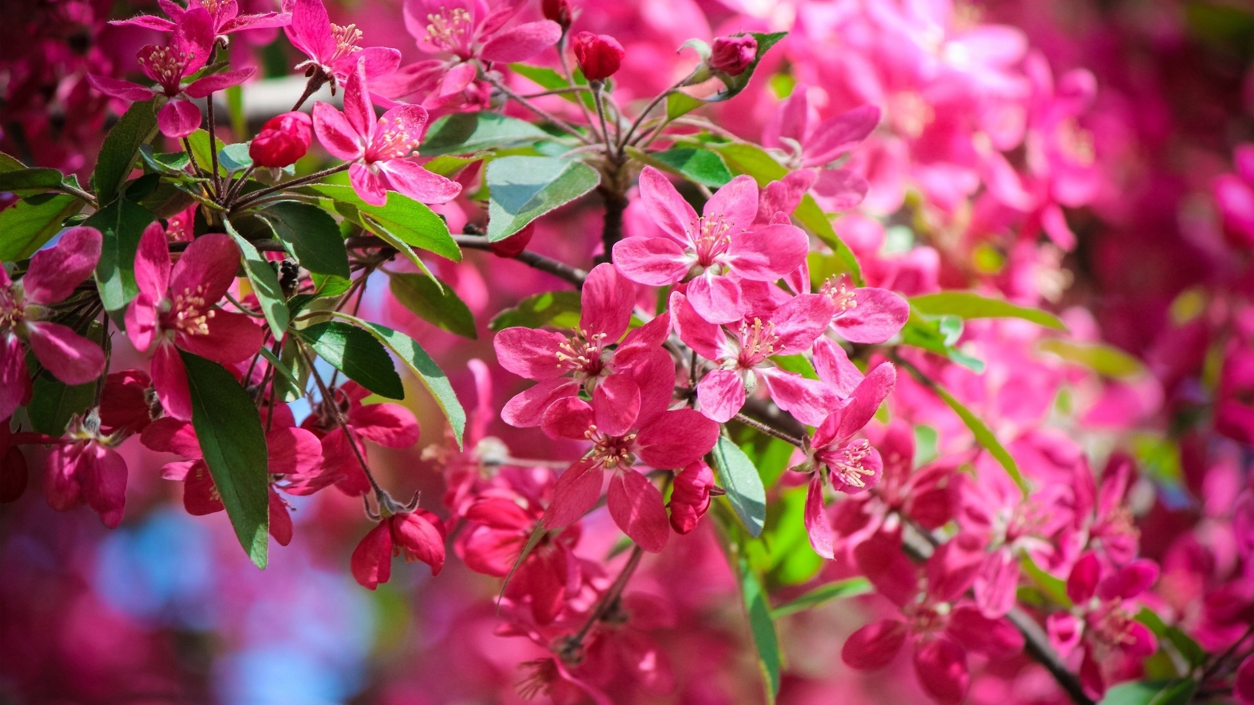 General 2560x1440 nature flowers pink flowers plants