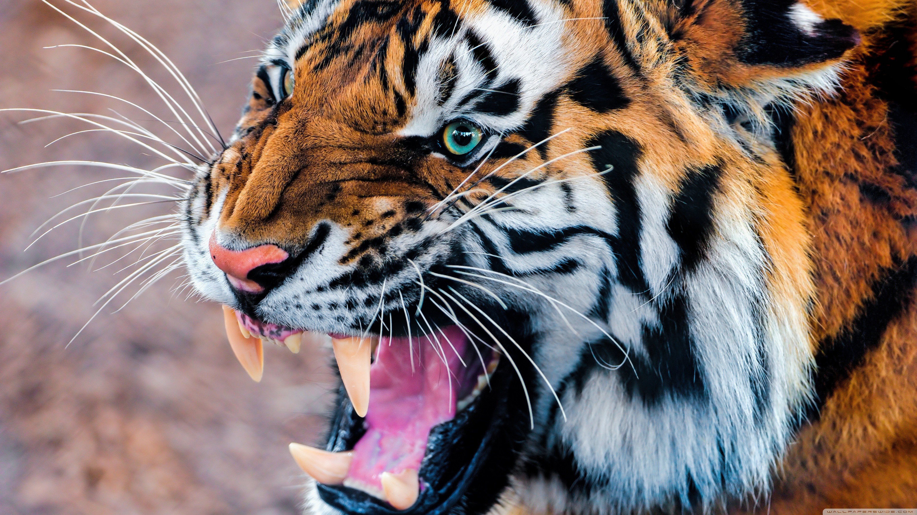 General 3840x2160 animals tiger roar big cats mammals animal eyes teeth feline fangs nature