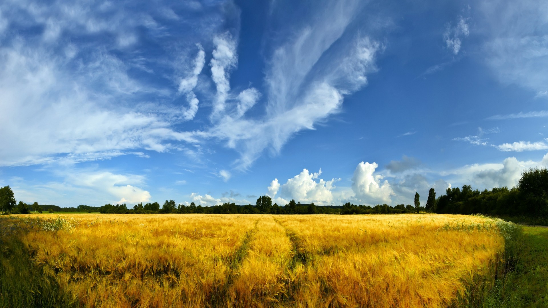 General 1920x1080 field wheat summer sky outdoors Agro (Plants)