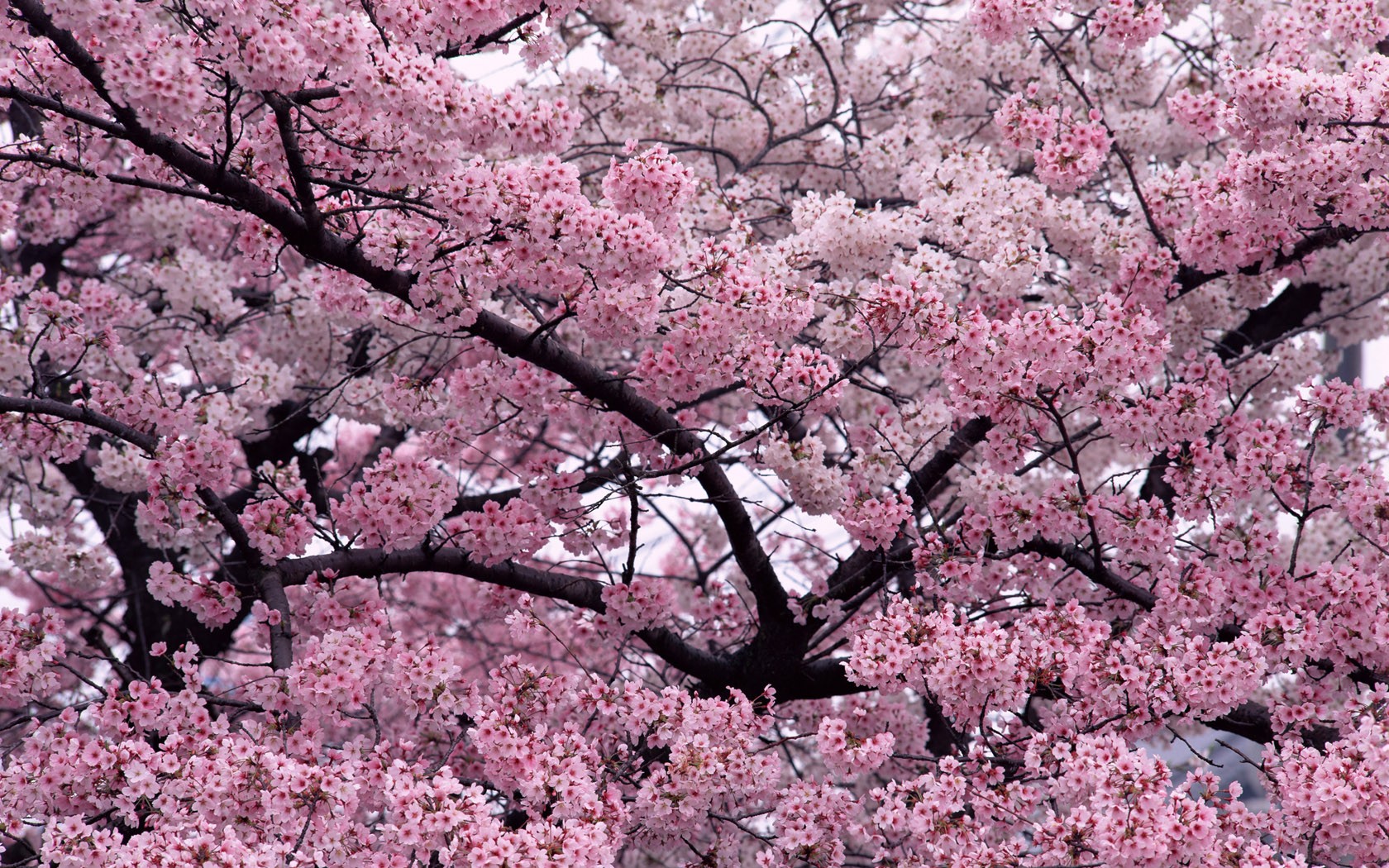 General 1680x1050 cherry blossom pink trees flowers plants