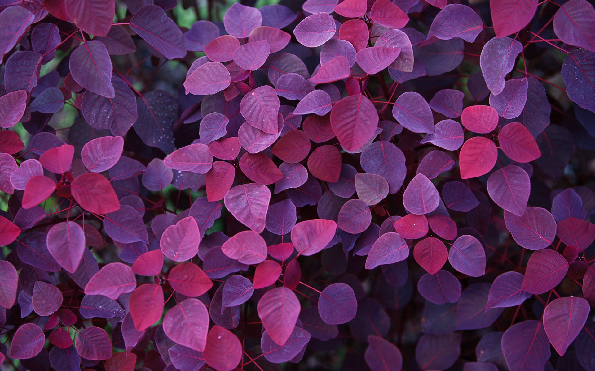 General 1920x1200 leaves outdoors petals colorful plants