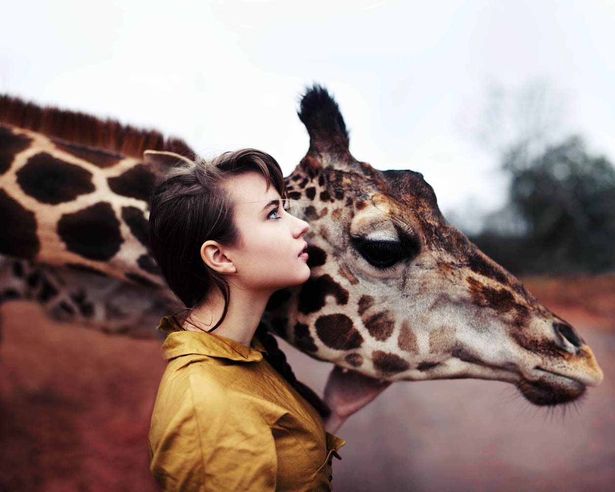 People 1250x1000 women brunette animals giraffes blue eyes women outdoors shirt mammals face profile looking up