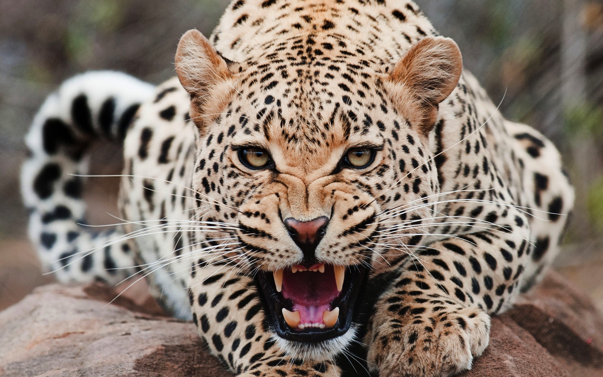 General 1920x1200 animals jaguars big cats teeth mammals frontal view closeup