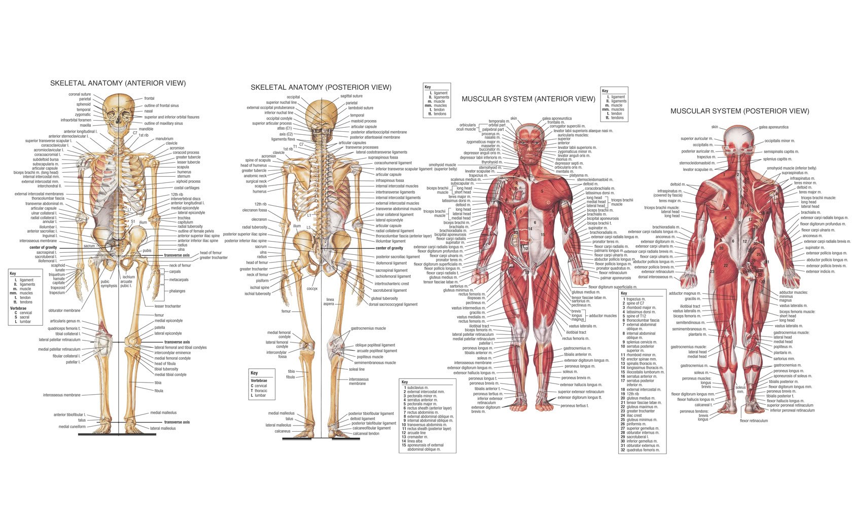 General 1680x1050 anatomy muscles skeleton infographics