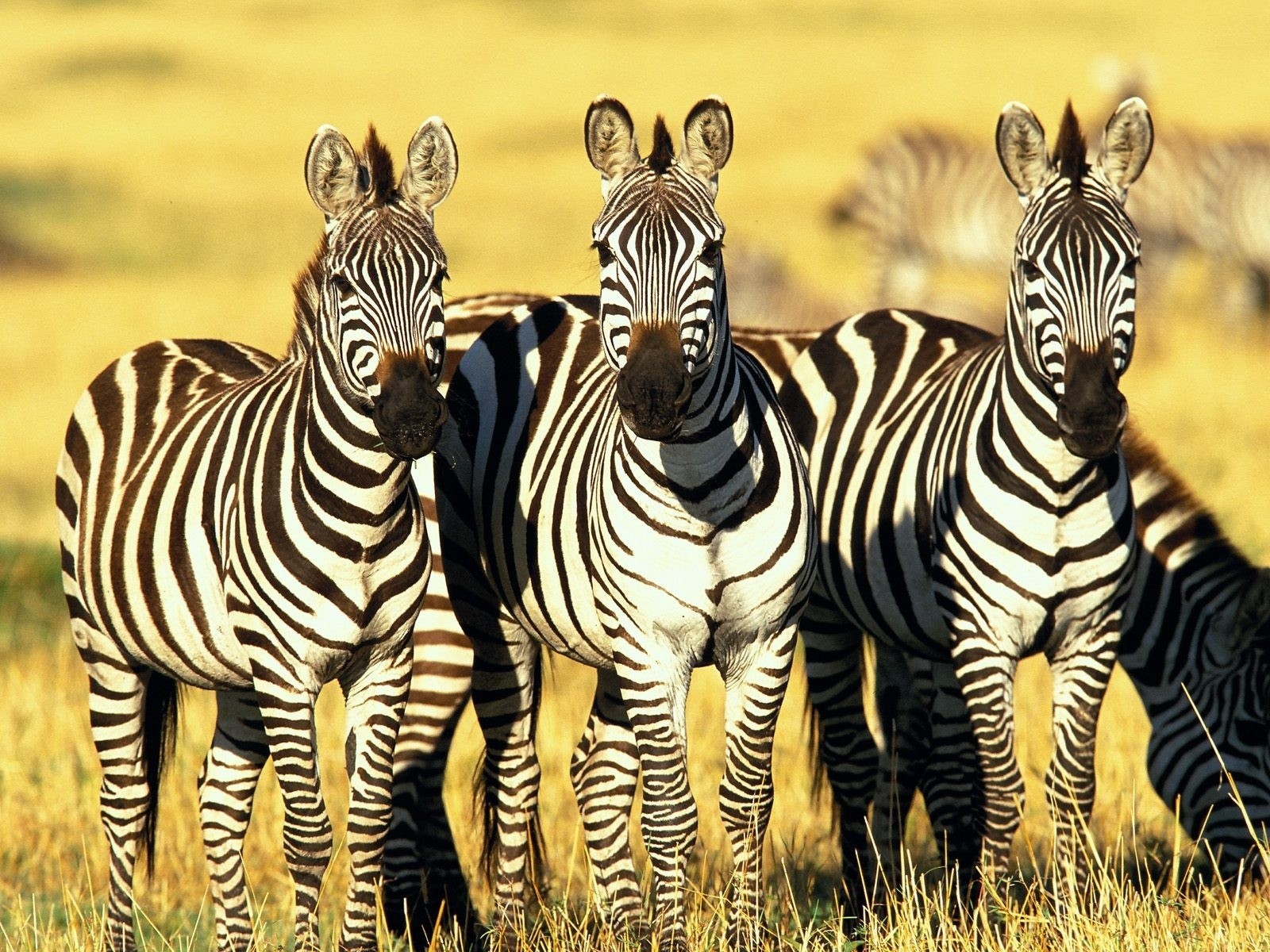 General 1600x1200 animals zebras mammals nature