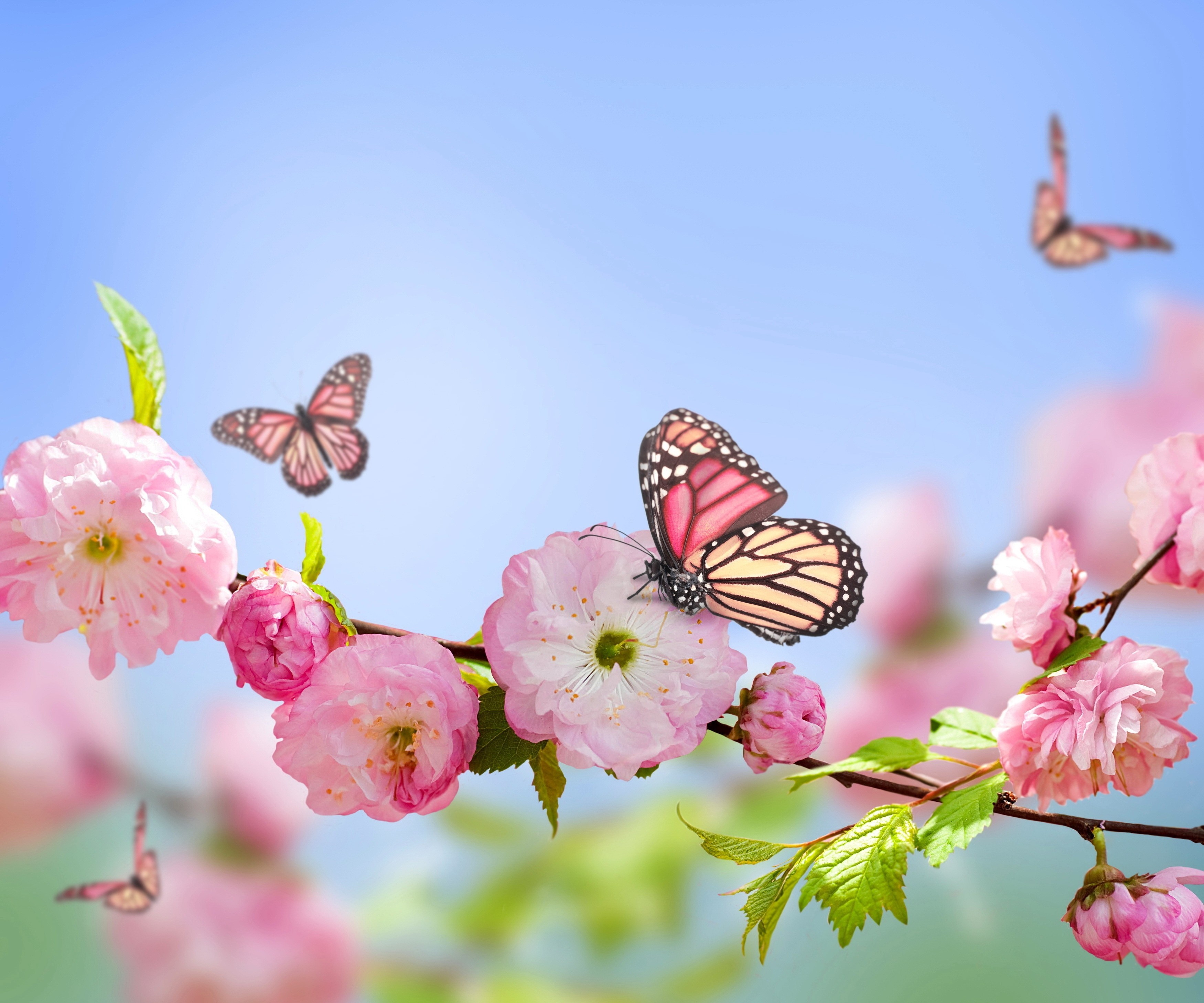 General 3500x2916 butterfly nature flowers pink flowers blossoms animals colorful insect twigs plants