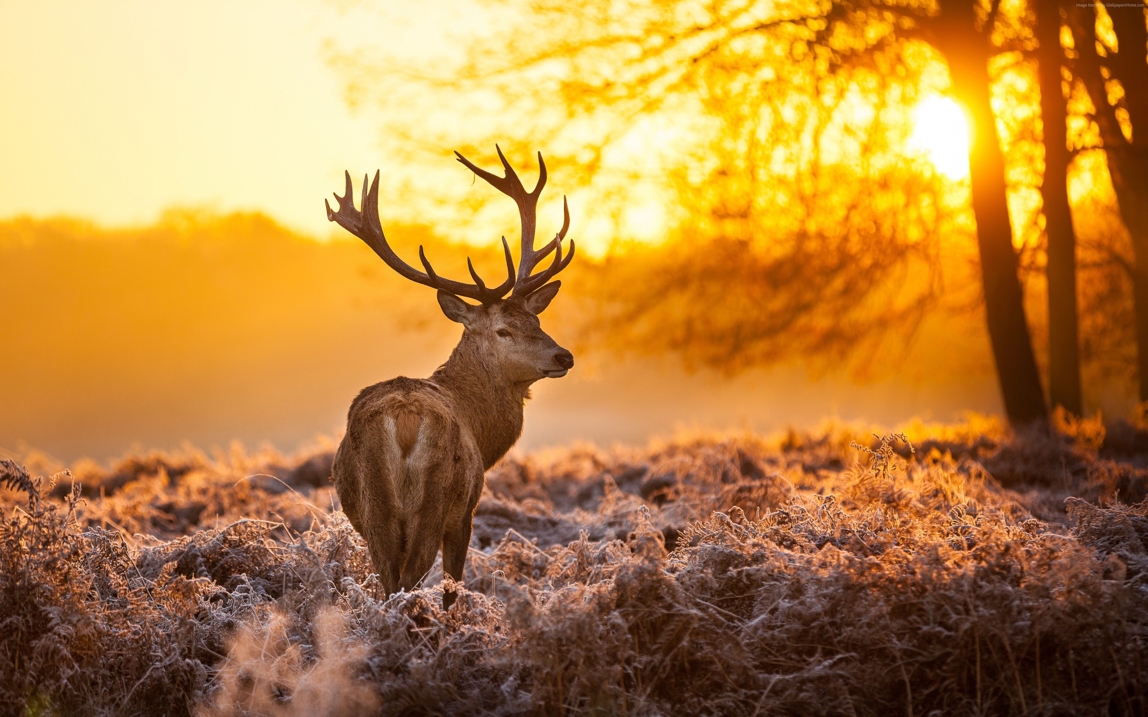 General 3840x2400 deer animals nature landscape sunlight mammals orange frost stags