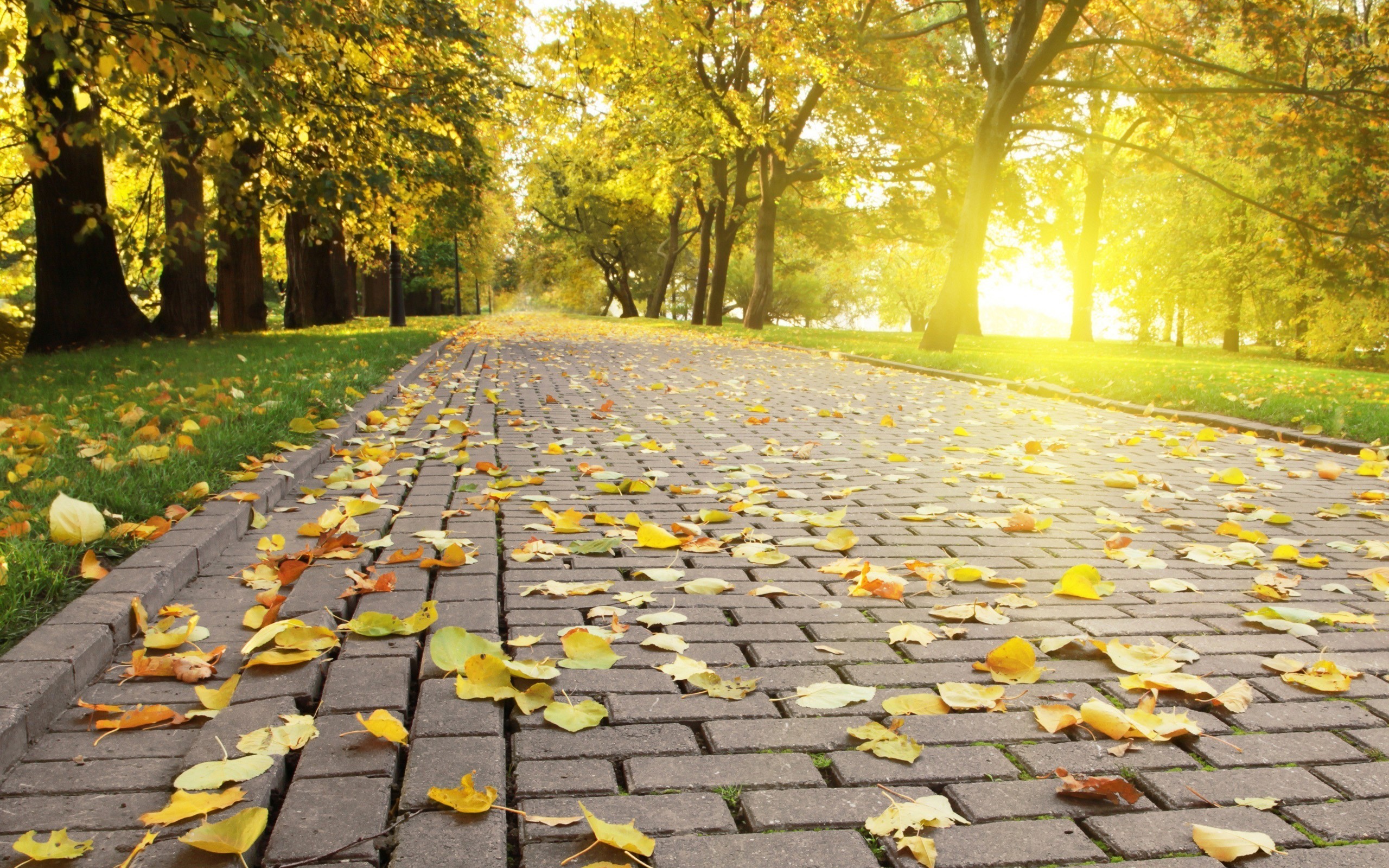 General 2560x1600 photography pavements leaves trees park Sun