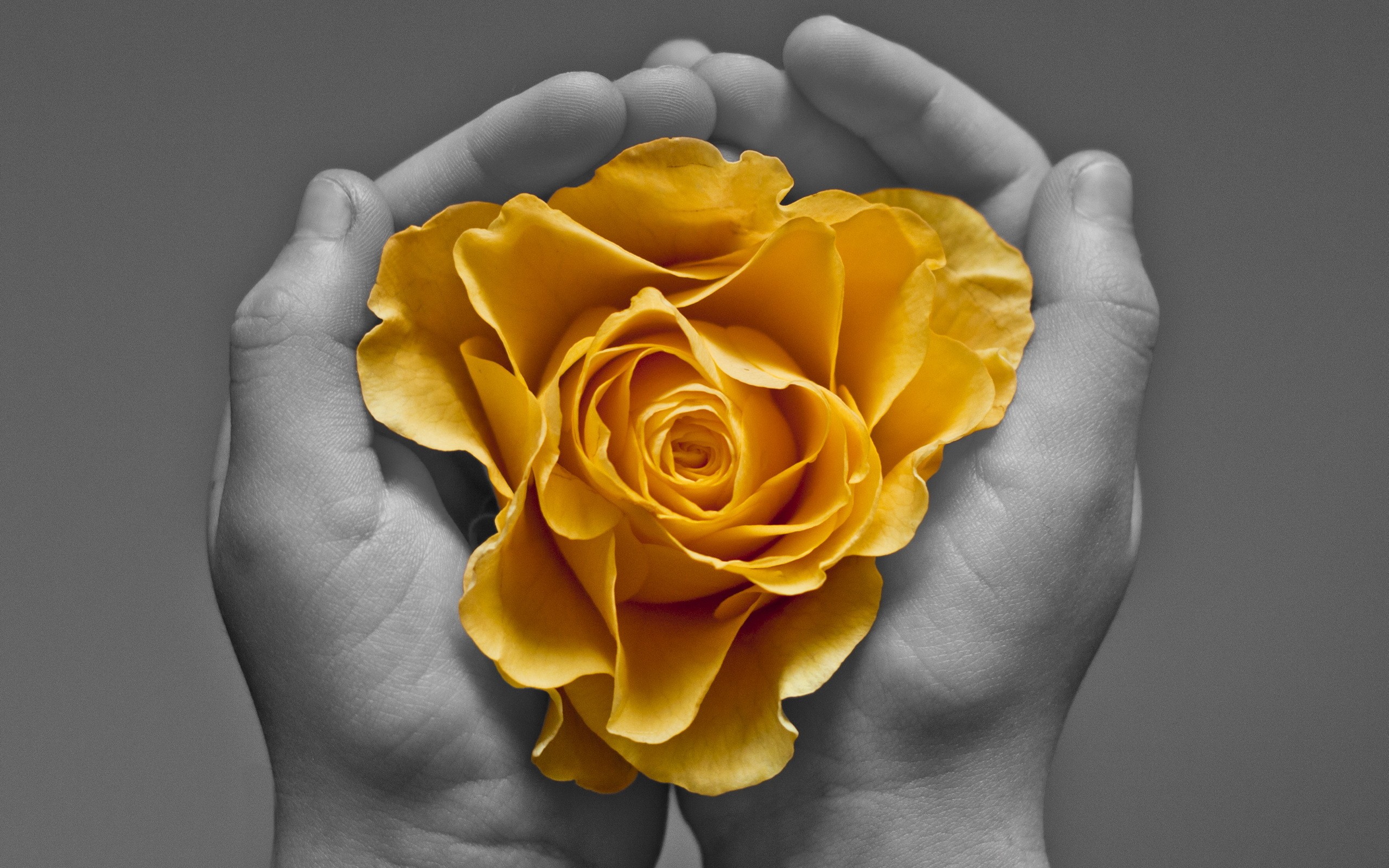 General 2560x1600 hands selective coloring flowers rose yellow flowers plants