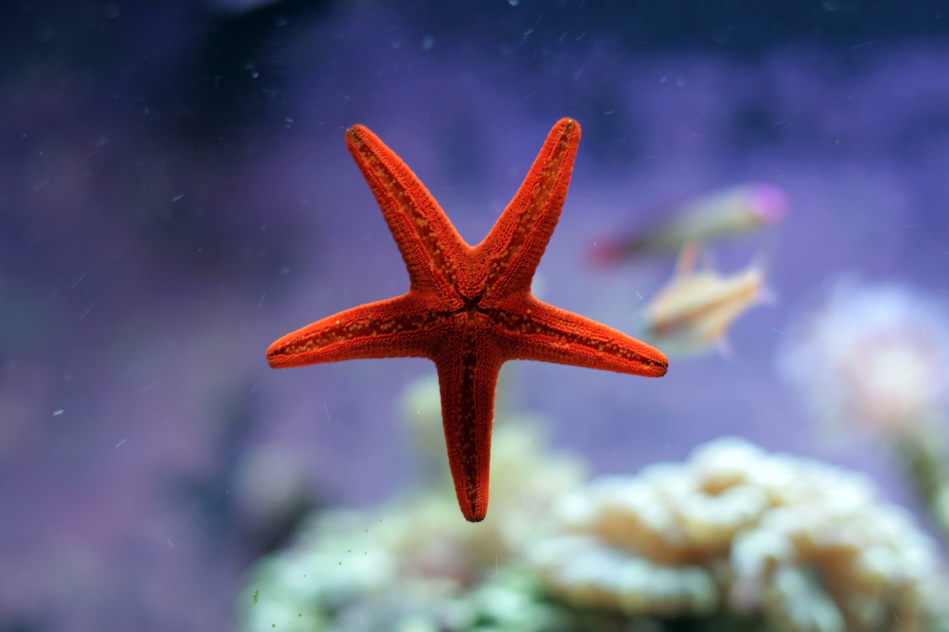 General 1920x1280 sea starfish fish underwater red