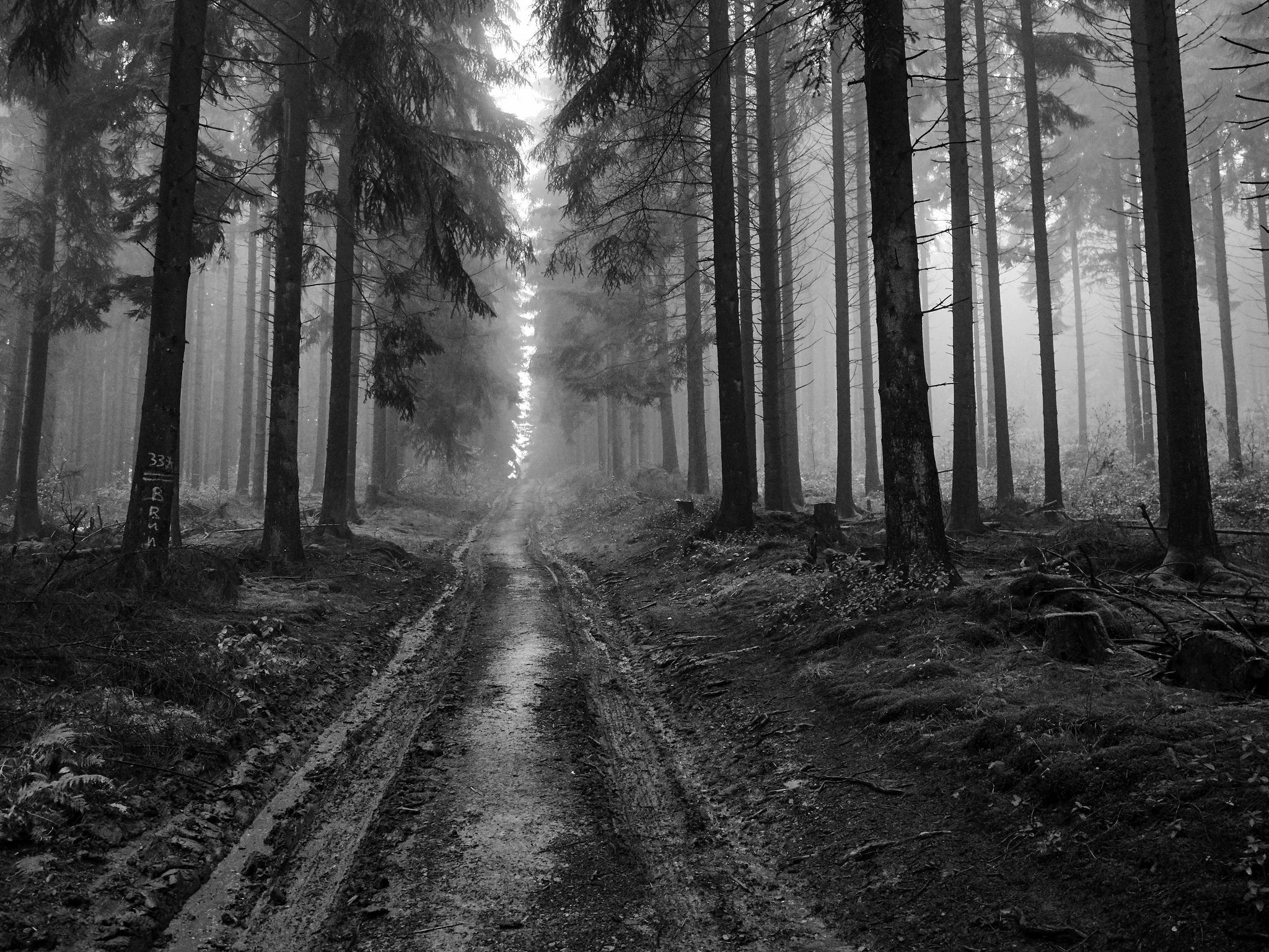 General 2048x1536 forest monochrome trees mist dirt dirt road