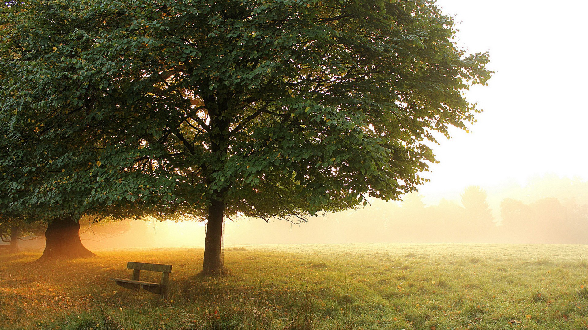 General 1920x1080 nature trees branch field mist morning sunset grass bench sunlight leaves