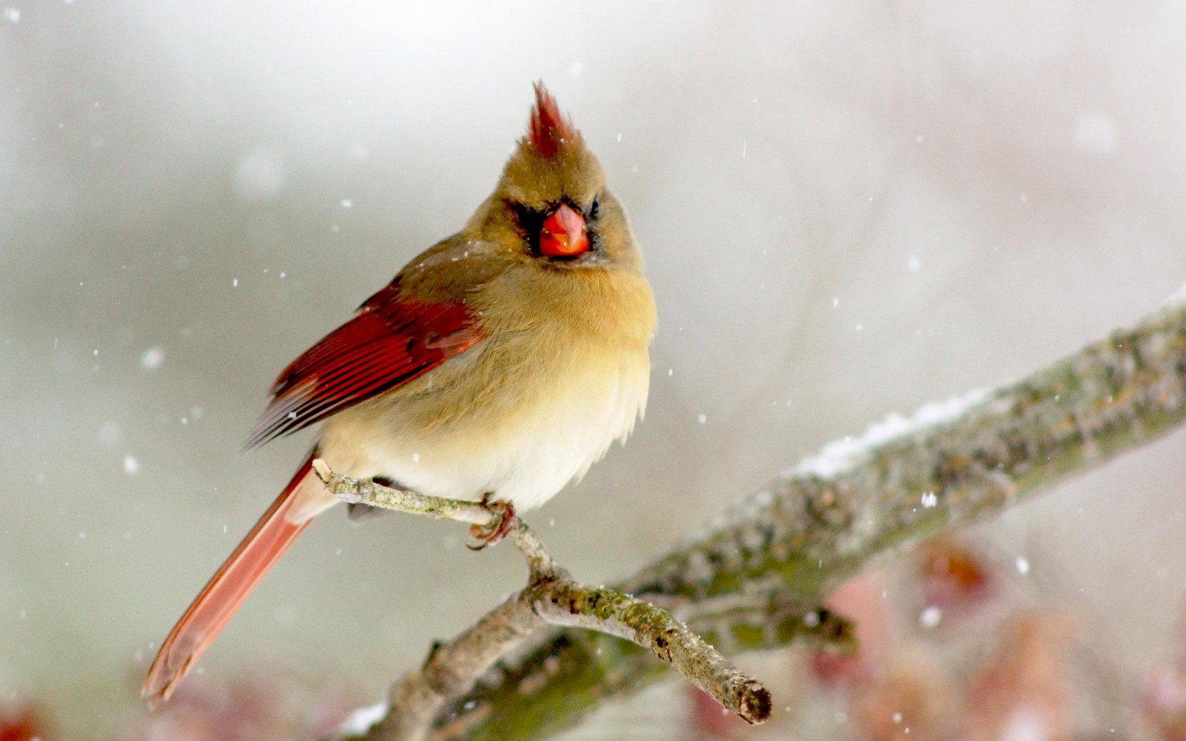 General 1680x1050 cardinals animals birds winter cold twigs