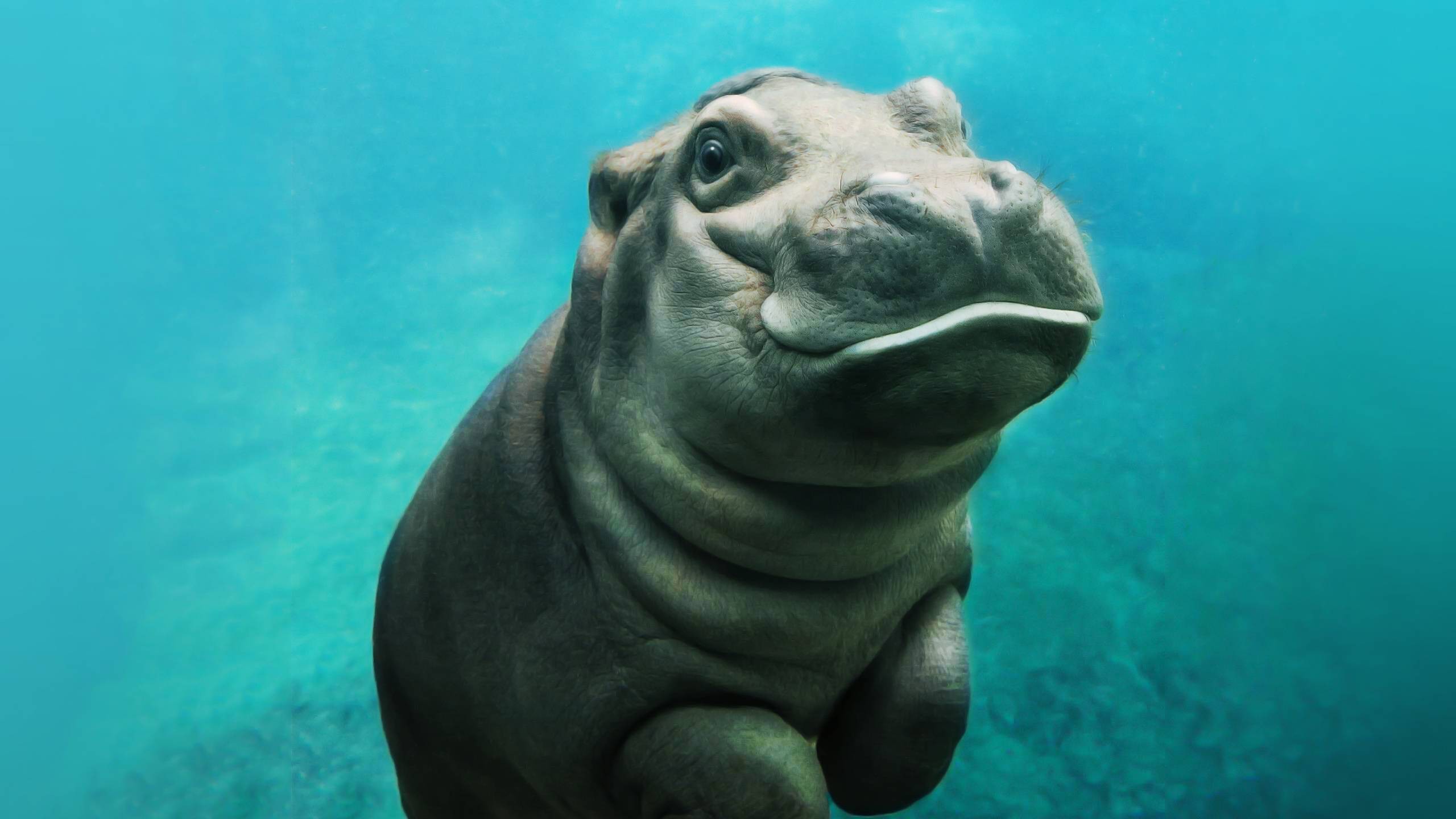 General 2560x1440 animals hippos baby animals mammals turquoise underwater closeup