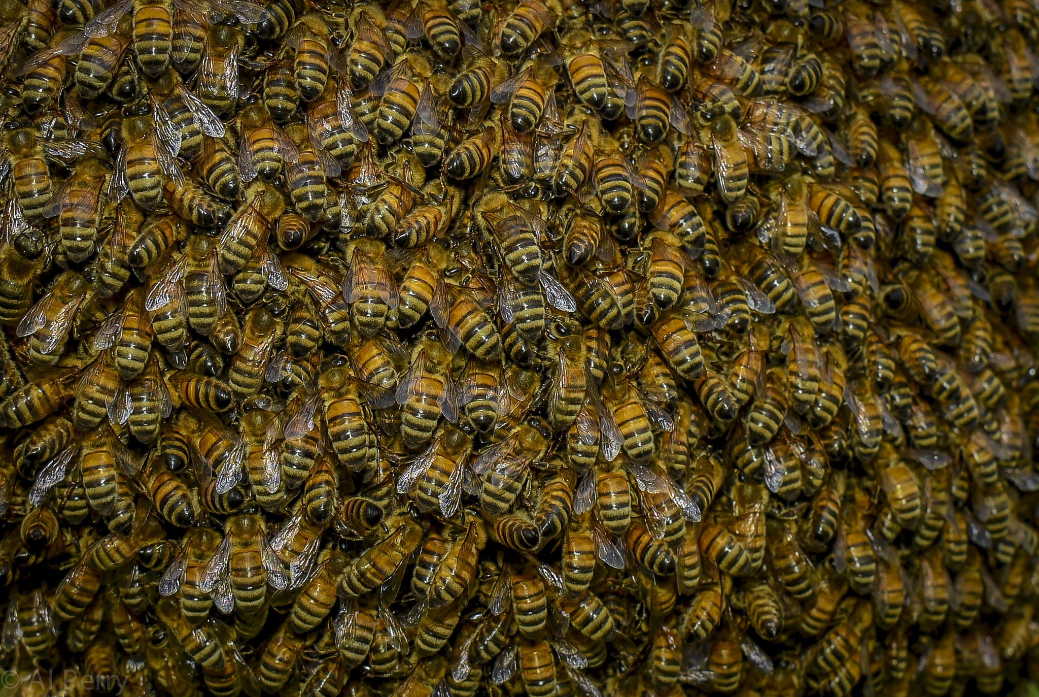 General 2048x1373 bees animals insect