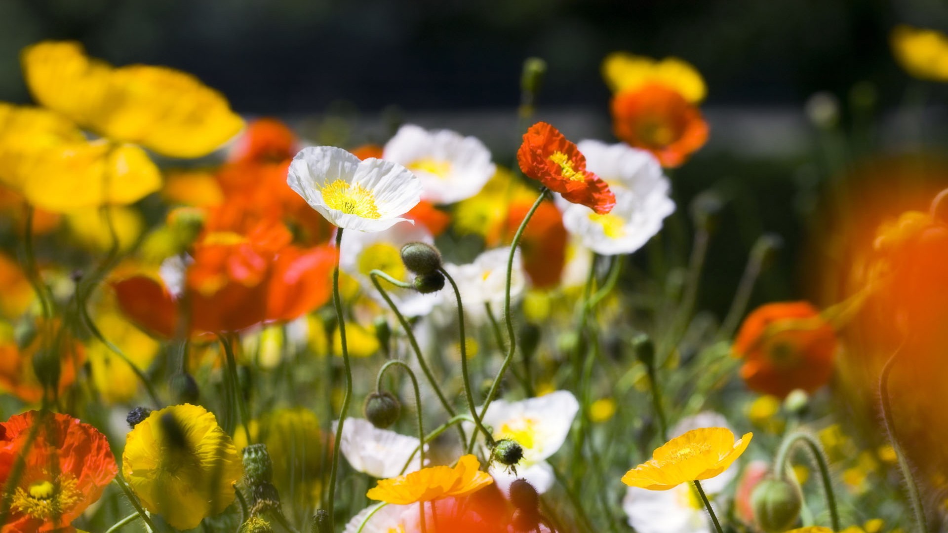General 1920x1080 flowers poppies white flowers plants
