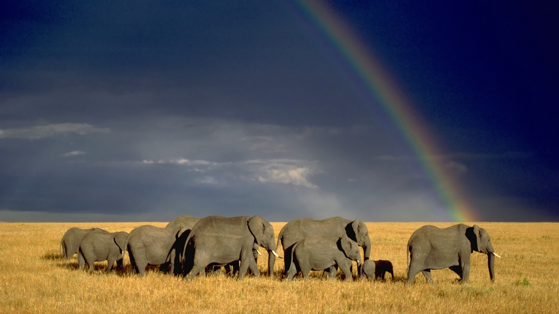 General 1920x1080 nature landscape animals wildlife elephant savannah mammals sky rainbows