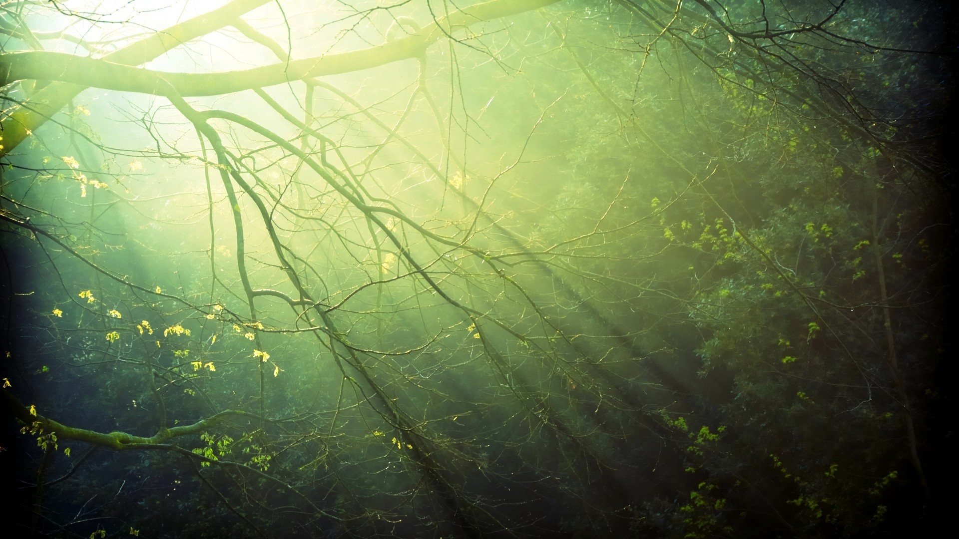 General 1920x1080 sunlight trees forest nature twigs plants branch photography green