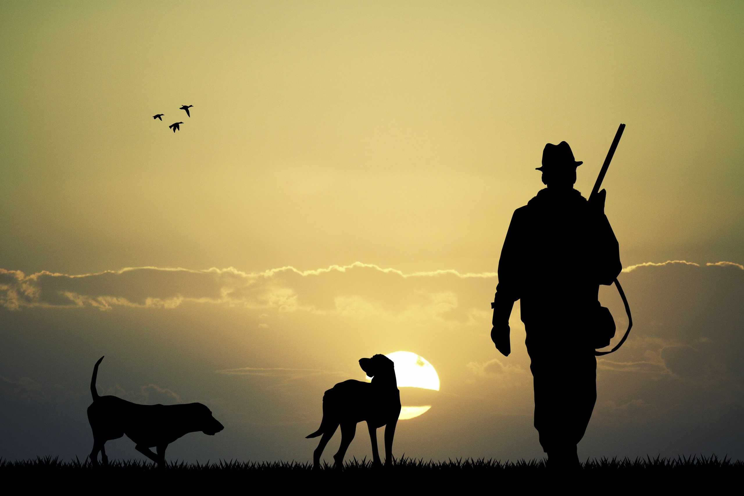 People 2560x1707 dog Sun men hunting gun rifles animals mammals men outdoors birds sunlight