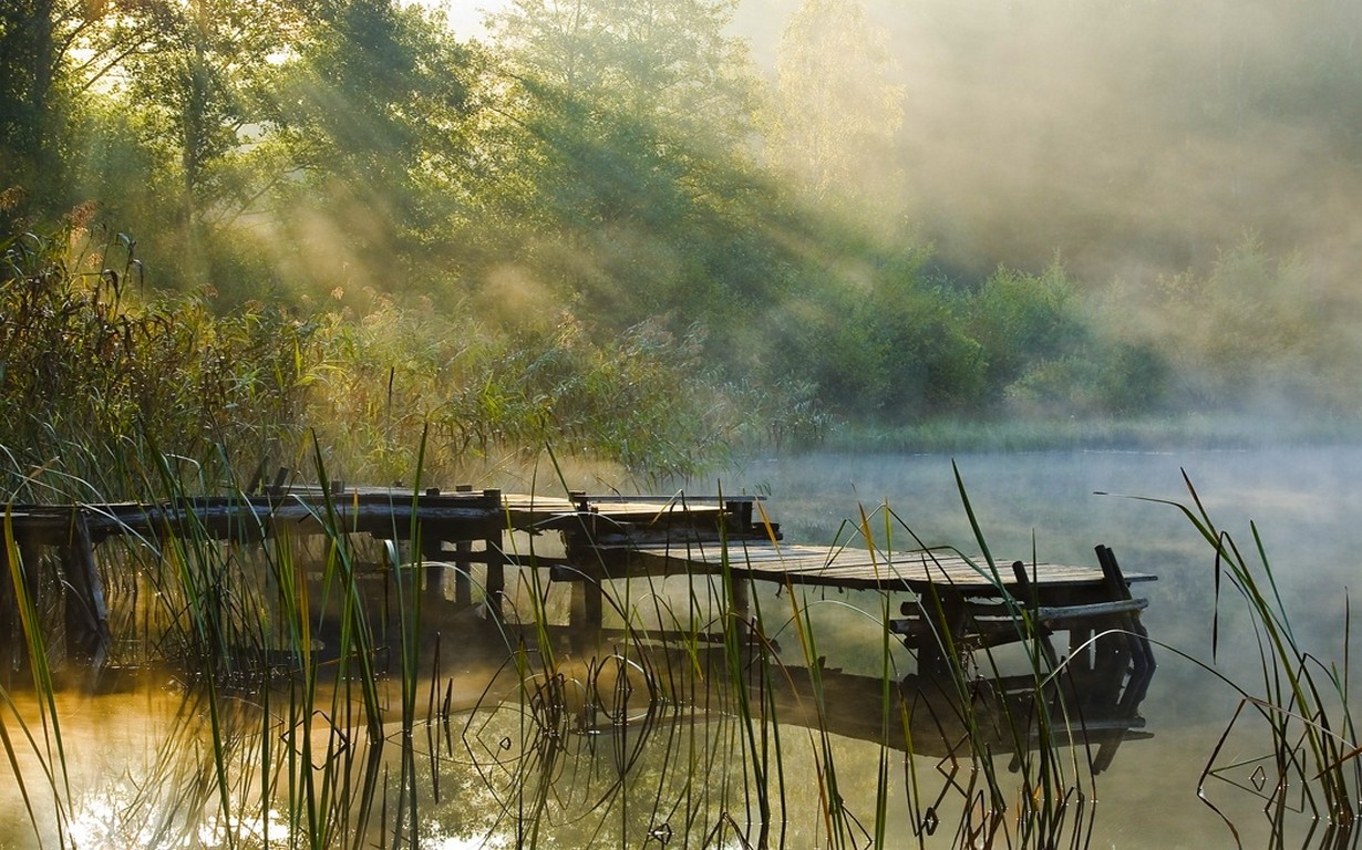 General 1230x768 nature mist lake shrubs forest water pier morning calm waters calm reeds reflection green outdoors