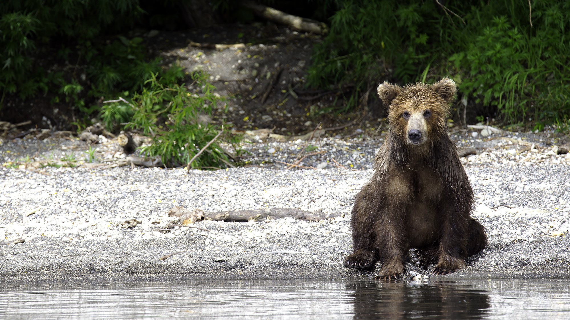 General 2000x1125 animals bears mammals outdoors wet wet body