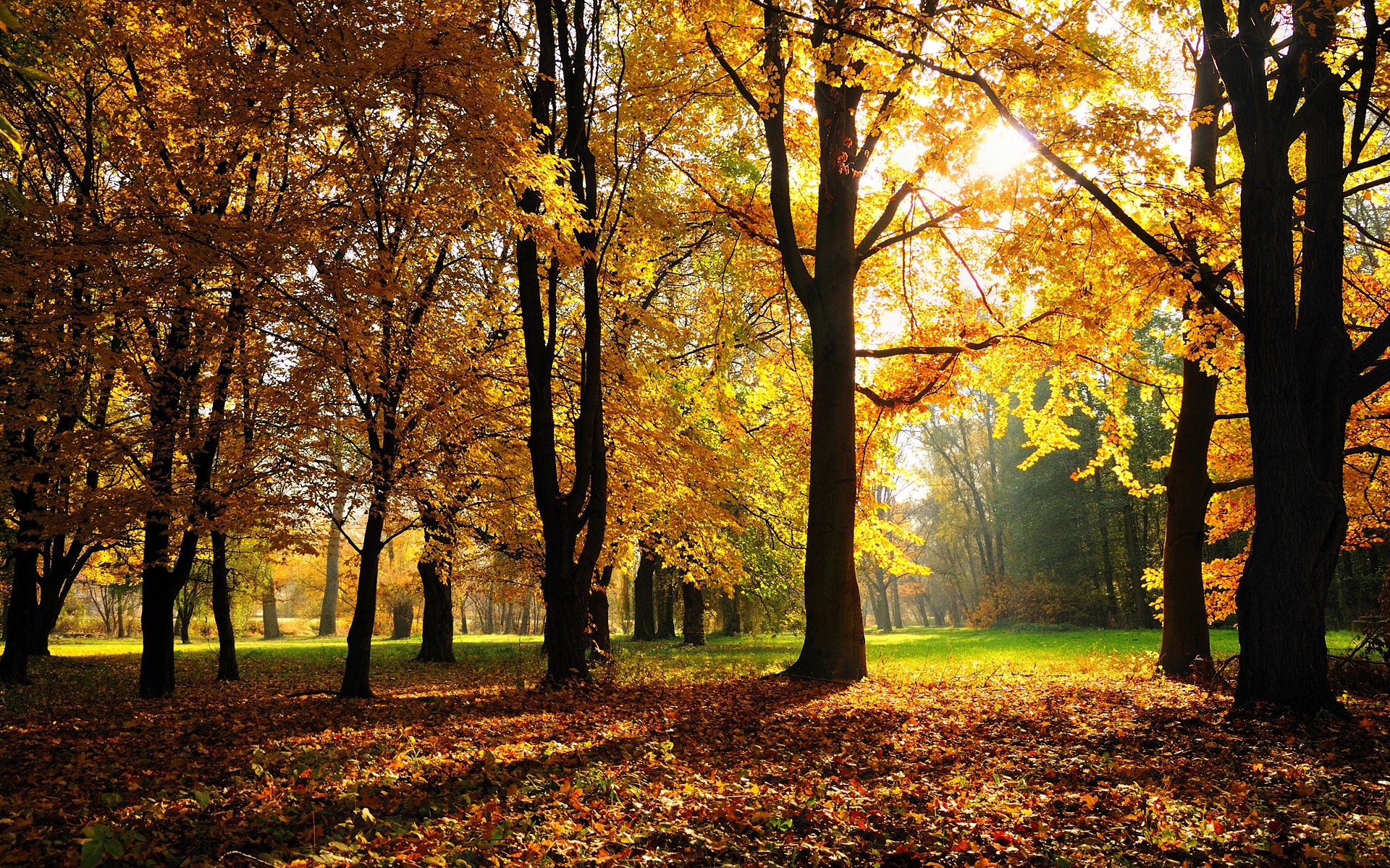 General 1920x1200 leaves fall grass fallen leaves park trees outdoors
