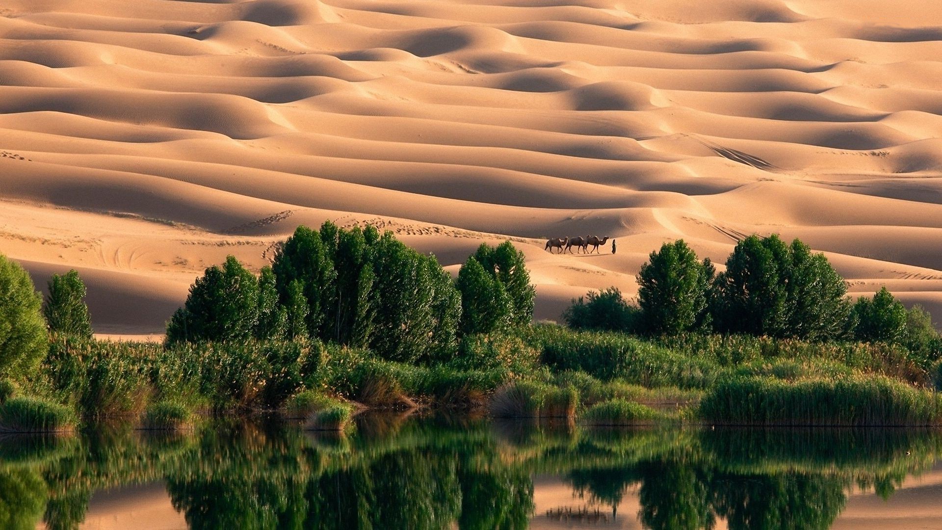 General 1920x1080 desert dunes trees nature landscape oasis reflection