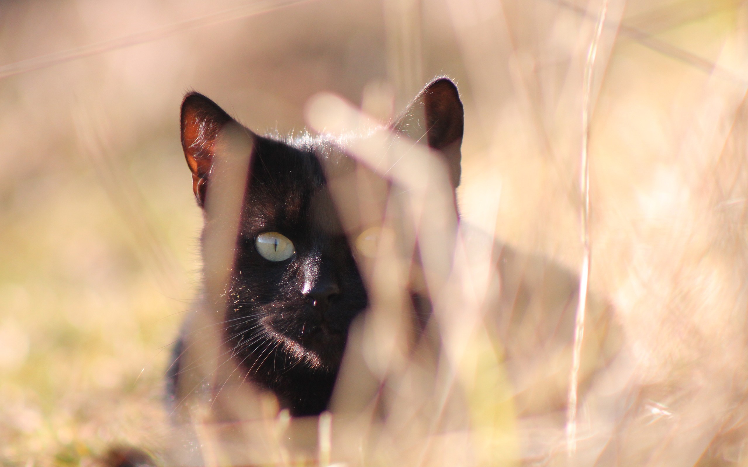 General 2560x1600 animals cats black cats depth of field mammals outdoors feline nature closeup