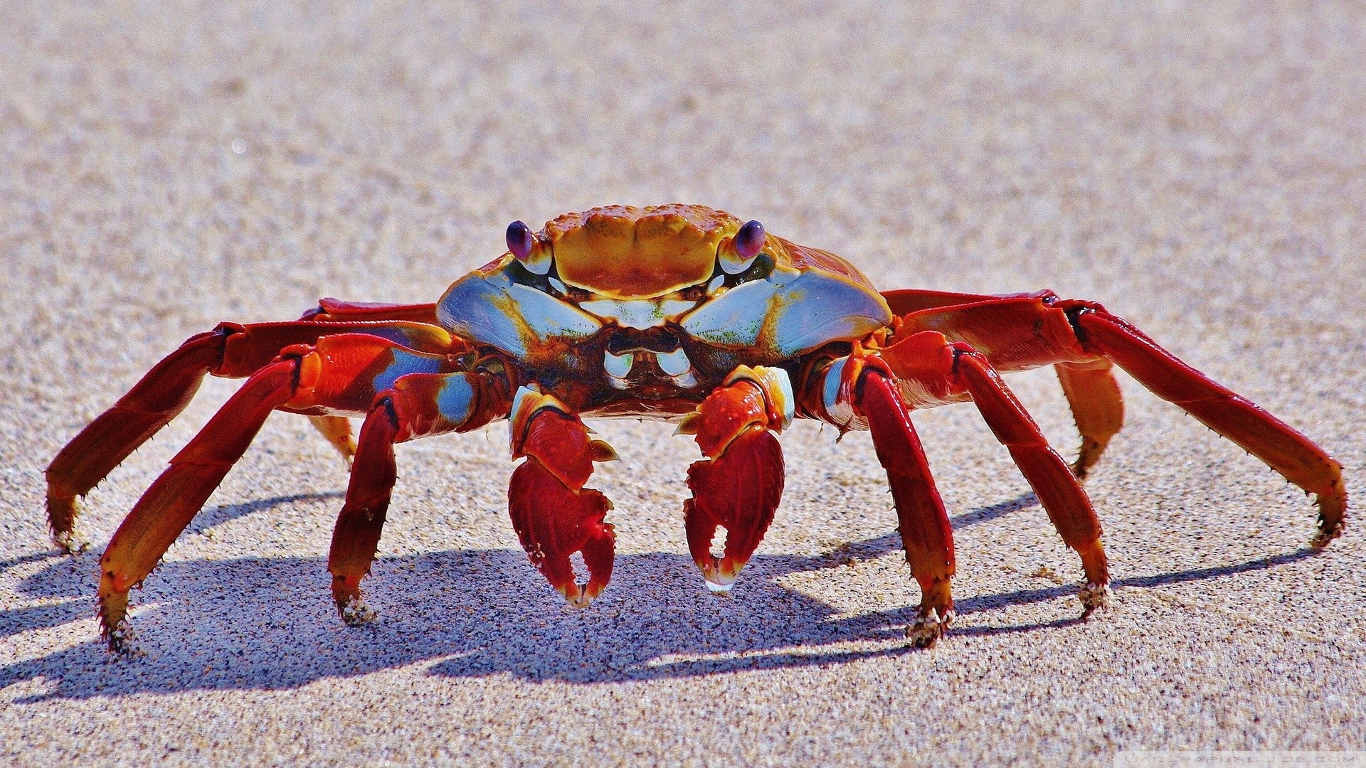 General 1920x1080 crabs animals crustaceans