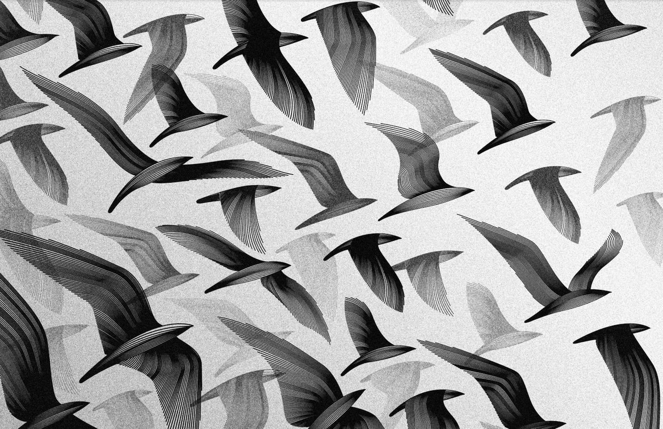General 1352x876 birds animals artwork monochrome wings flying