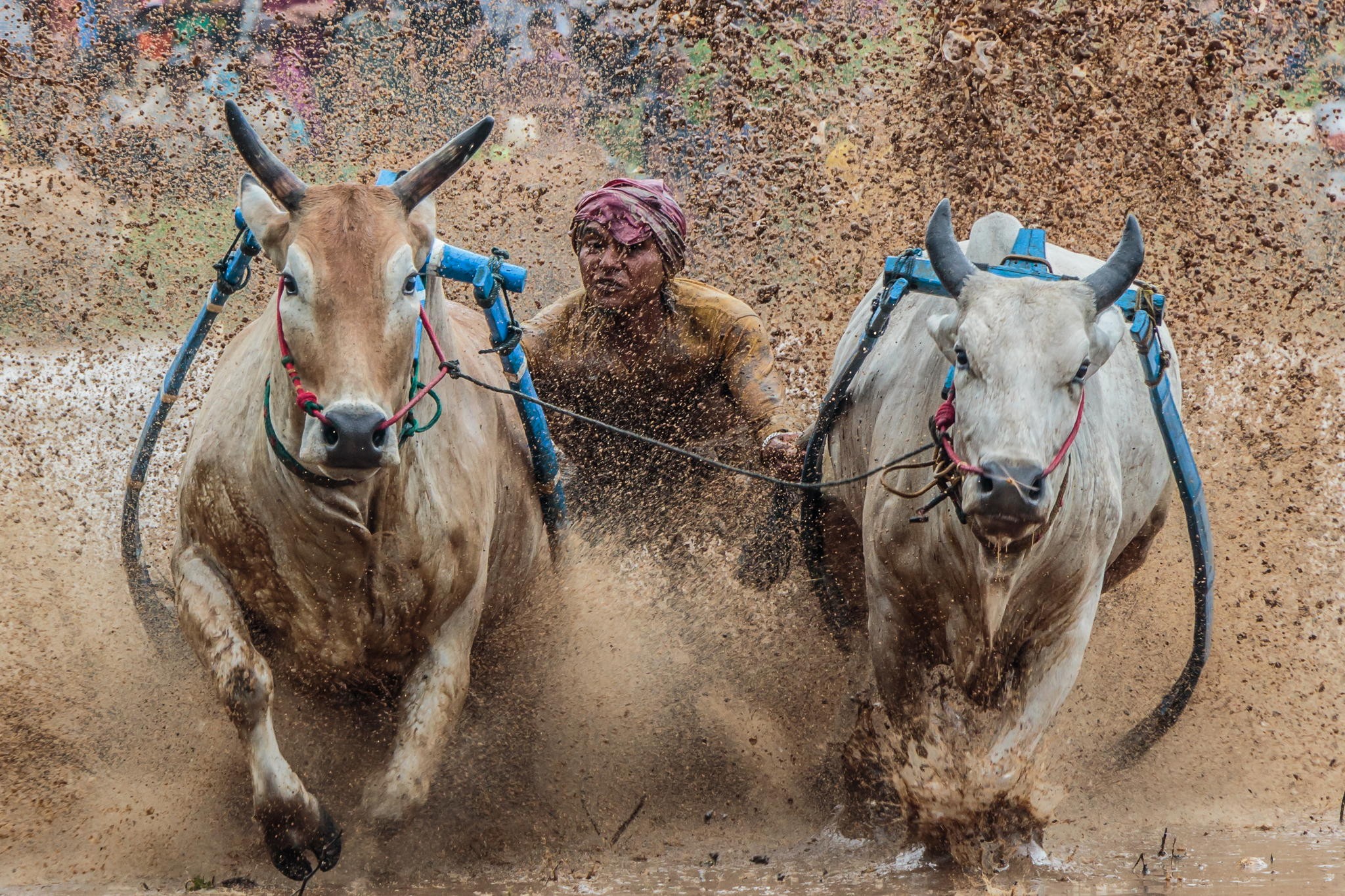 General 2048x1365 animals mud running bulls Indonesia men Asia dirt