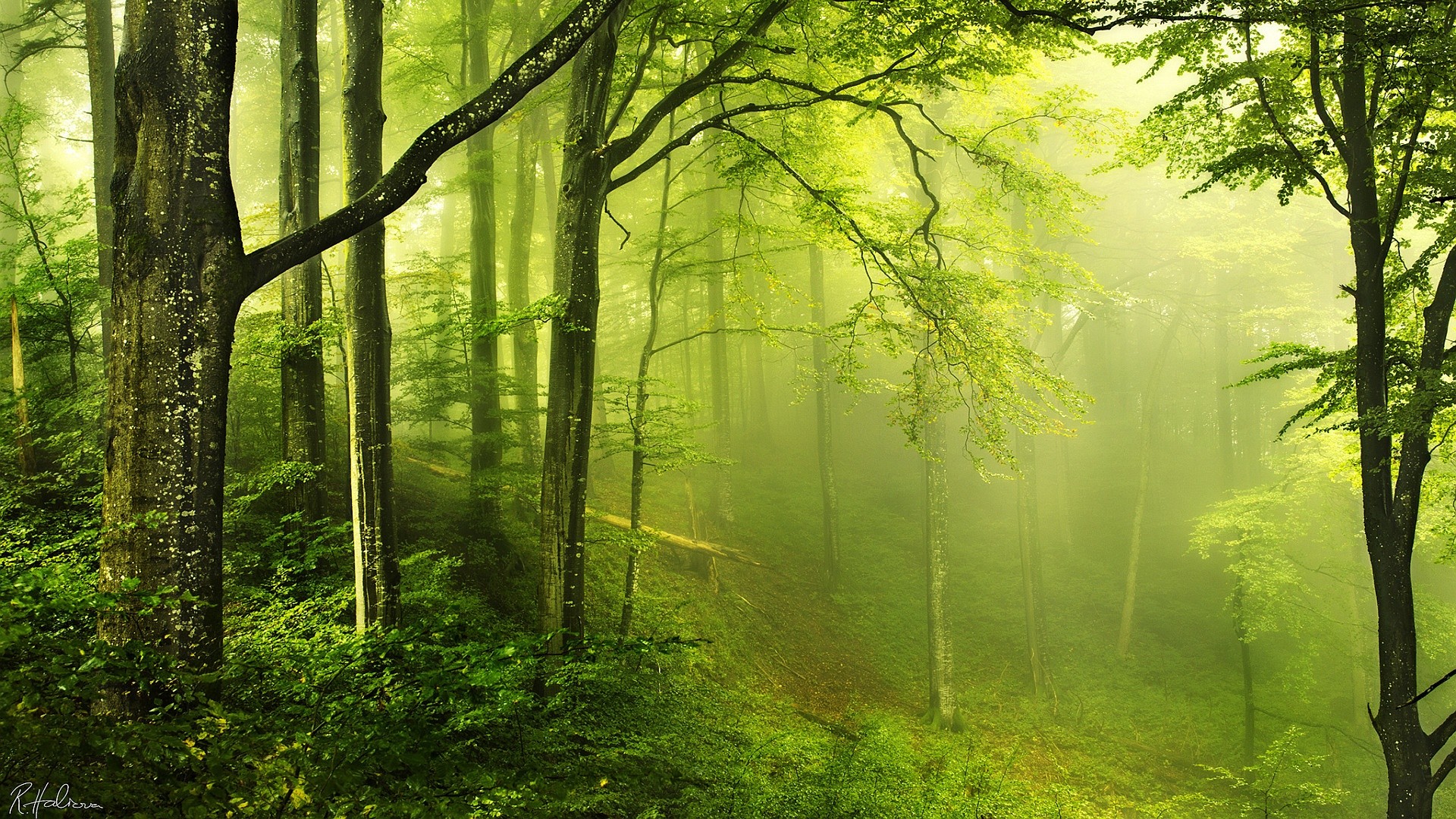 General 1920x1080 nature landscape trees wood forest leaves branch moss green mist signature