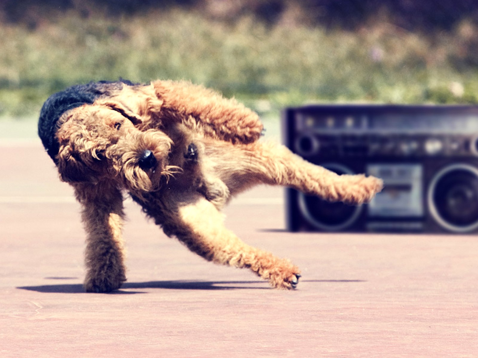 General 1600x1200 music stereos animals mammals dog outdoors humor breakdance