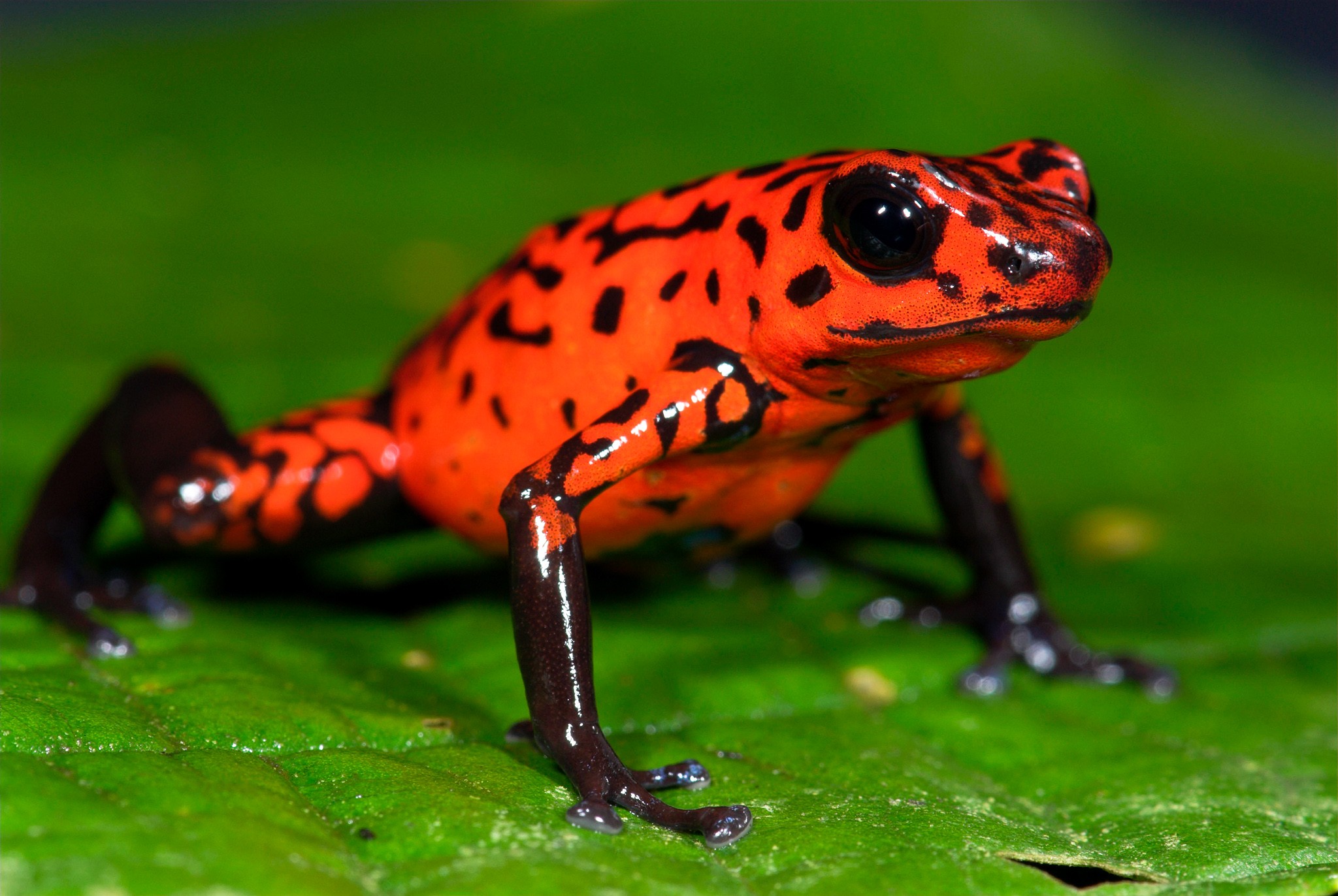 General 2048x1372 frog animals nature poison dart frogs amphibian closeup green background